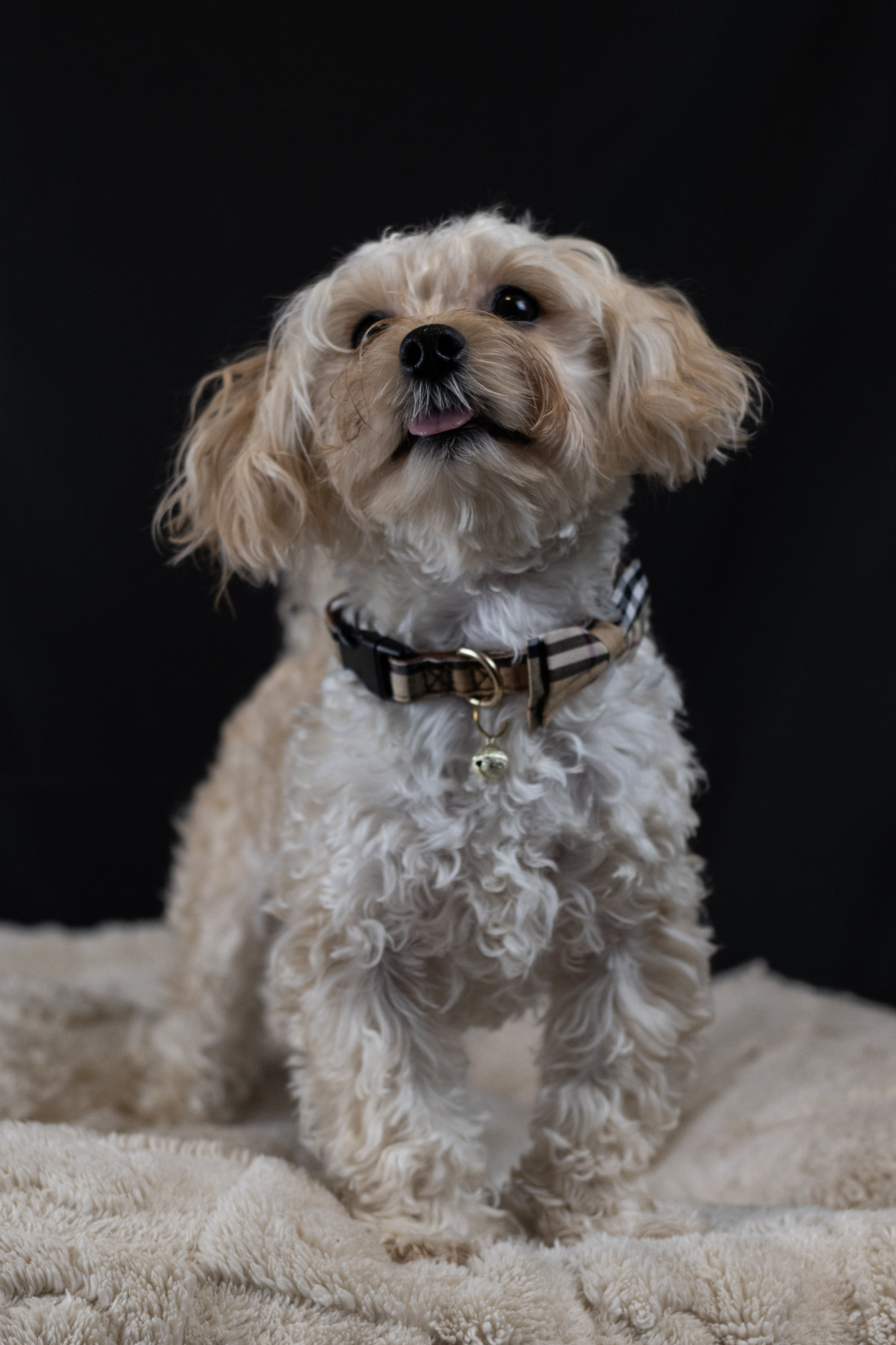puppy, for, sale, Malti-Poos, Angel  Victor, dog, breeder, Brooklyn, NY, dog-breeder, puppy-for-sale, forsale, nearby, find, puppyfind, locator, puppylocator, aca