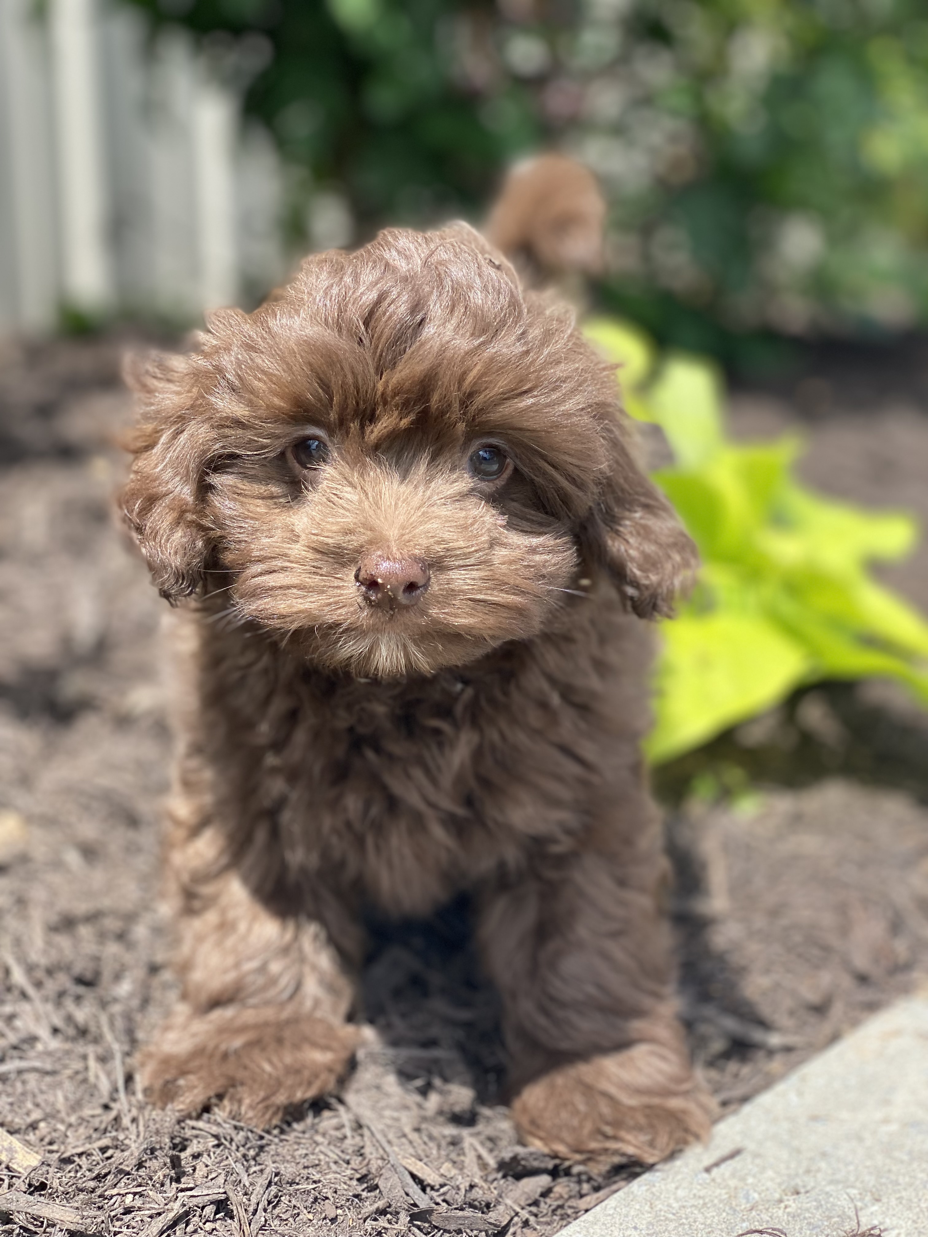 puppy, for, sale, Havanese, Curtis  Martin, dog, breeder, Seneca Falls, NY, dog-breeder, puppy-for-sale, forsale, nearby, find, puppyfind, locator, puppylocator, aca