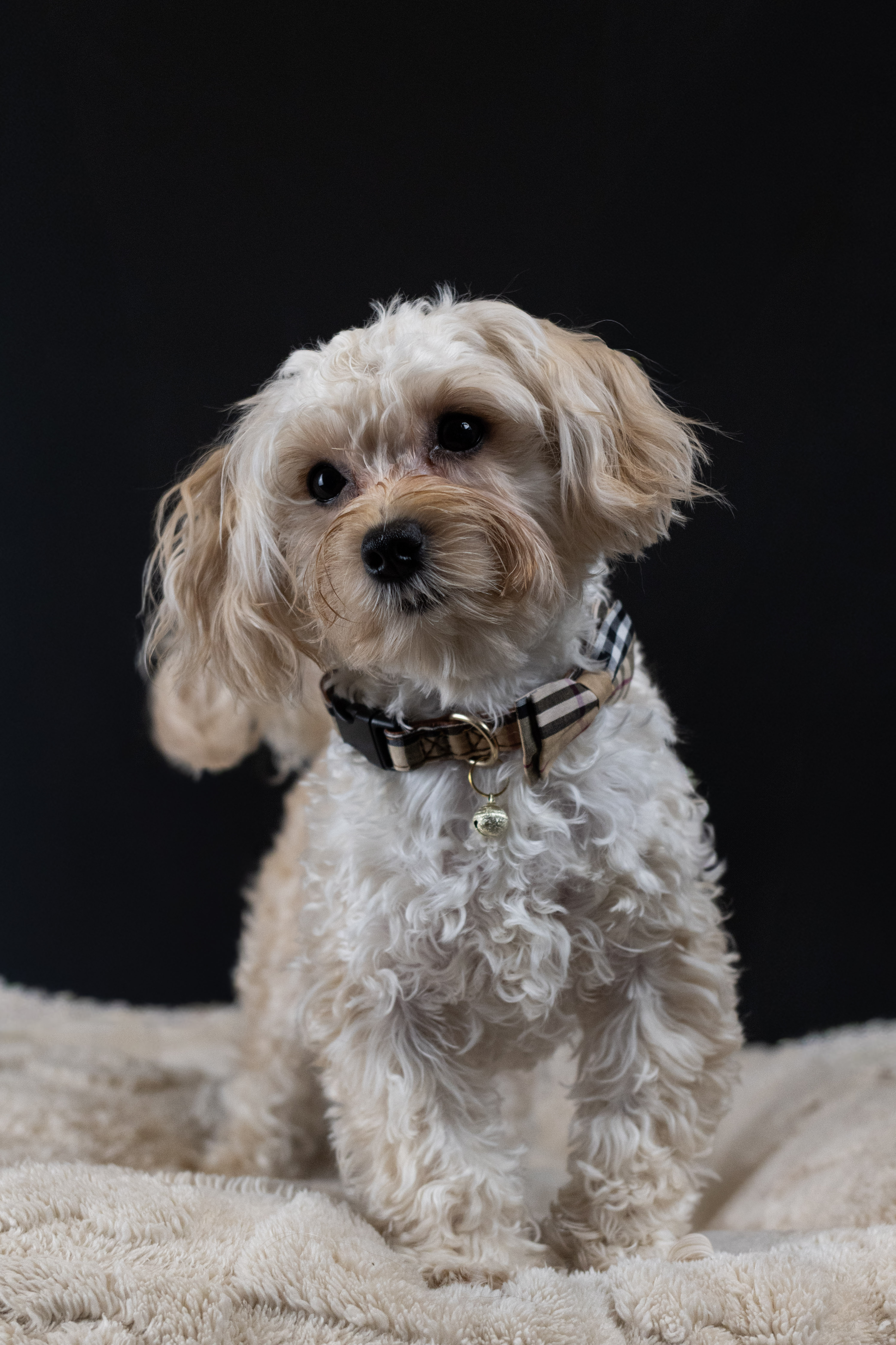puppy, for, sale, Malti-Poos, Angel  Victor, dog, breeder, Brooklyn, NY, dog-breeder, puppy-for-sale, forsale, nearby, find, puppyfind, locator, puppylocator, aca