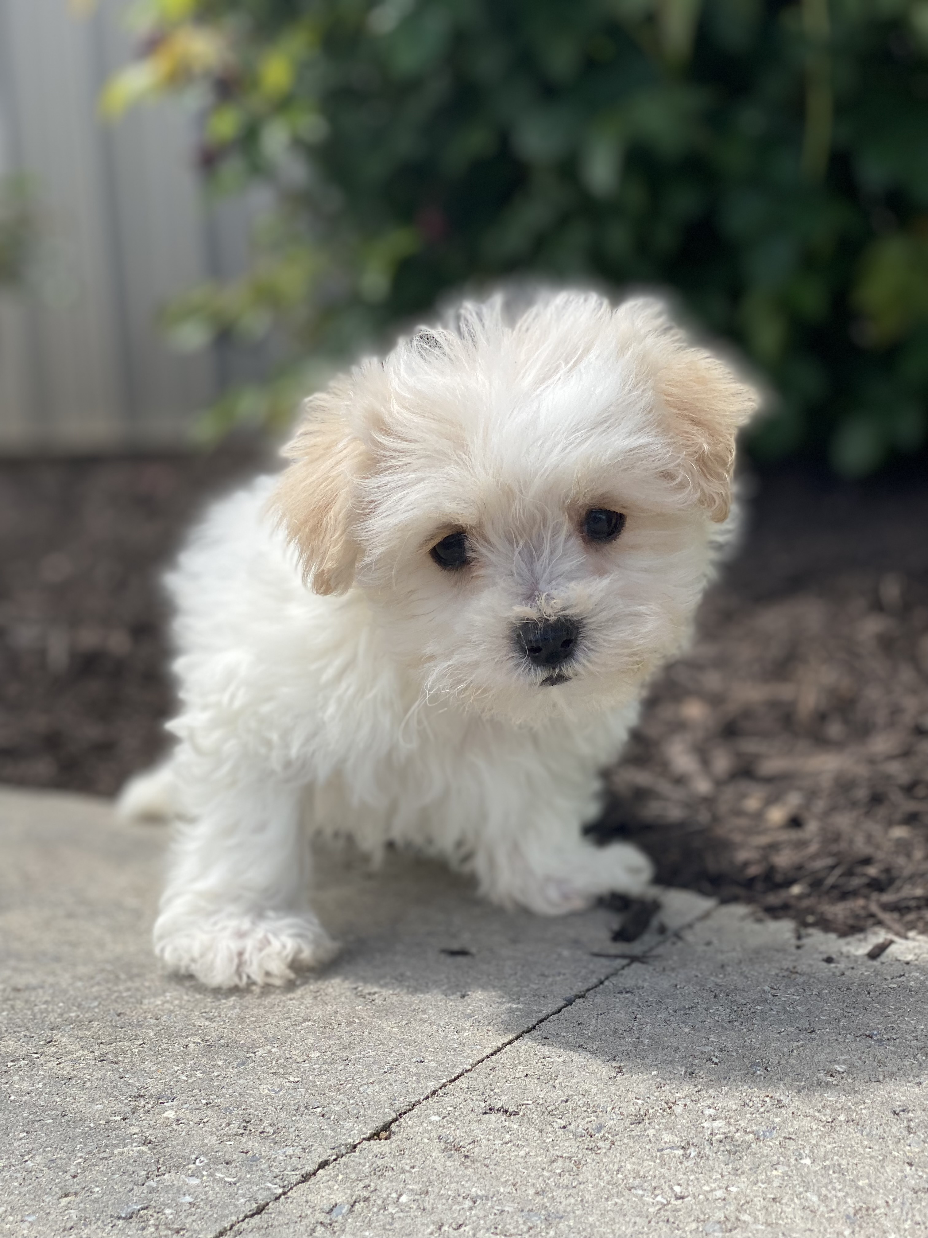puppy, for, sale, Malti Poo, Curtis  Martin, dog, breeder, Seneca Falls, NY, dog-breeder, puppy-for-sale, forsale, nearby, find, puppyfind, locator, puppylocator, aca
