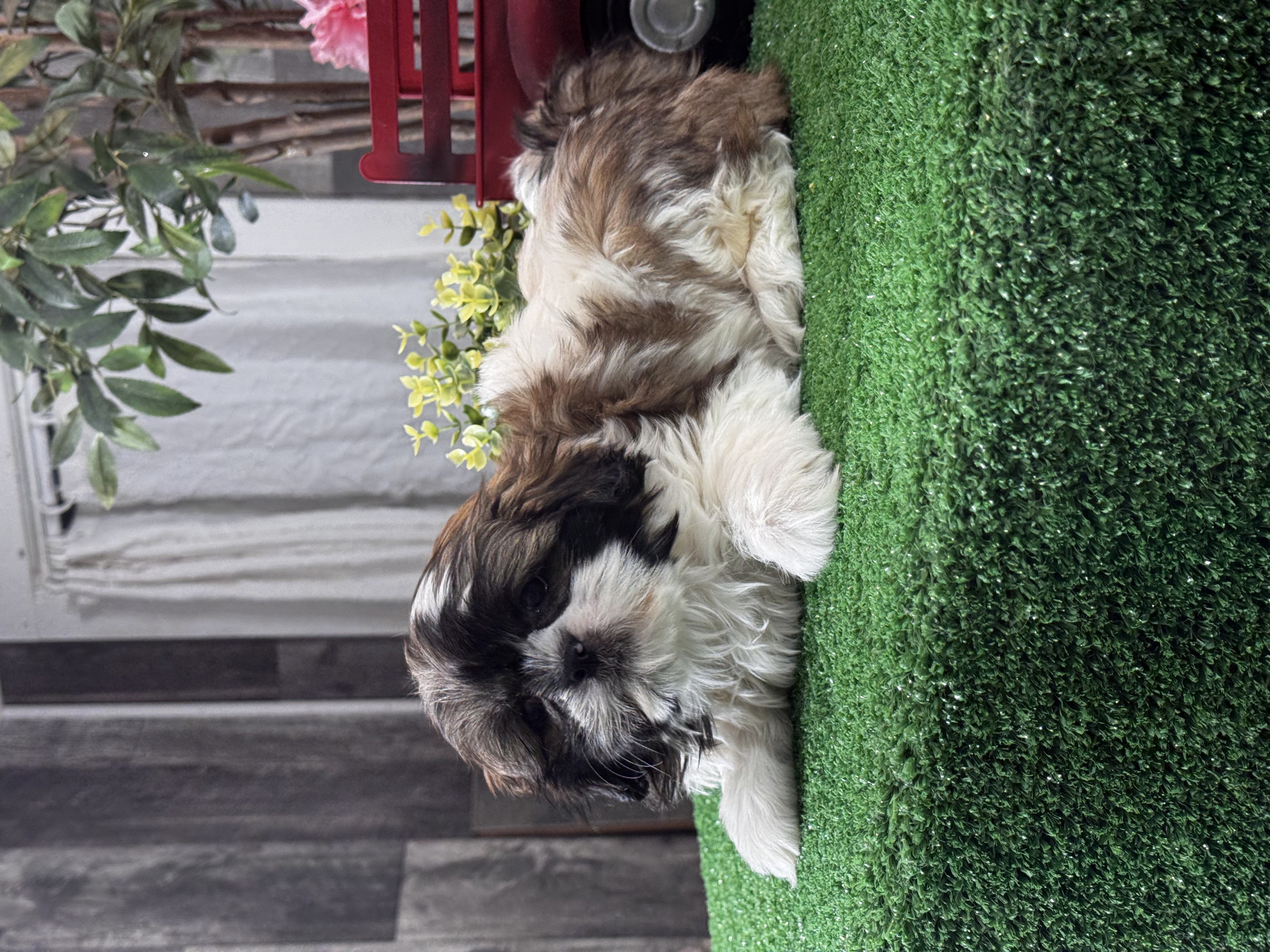 puppy, for, sale, Shih Tzu, Curtis  Martin, dog, breeder, Seneca Falls, NY, dog-breeder, puppy-for-sale, forsale, nearby, find, puppyfind, locator, puppylocator, aca