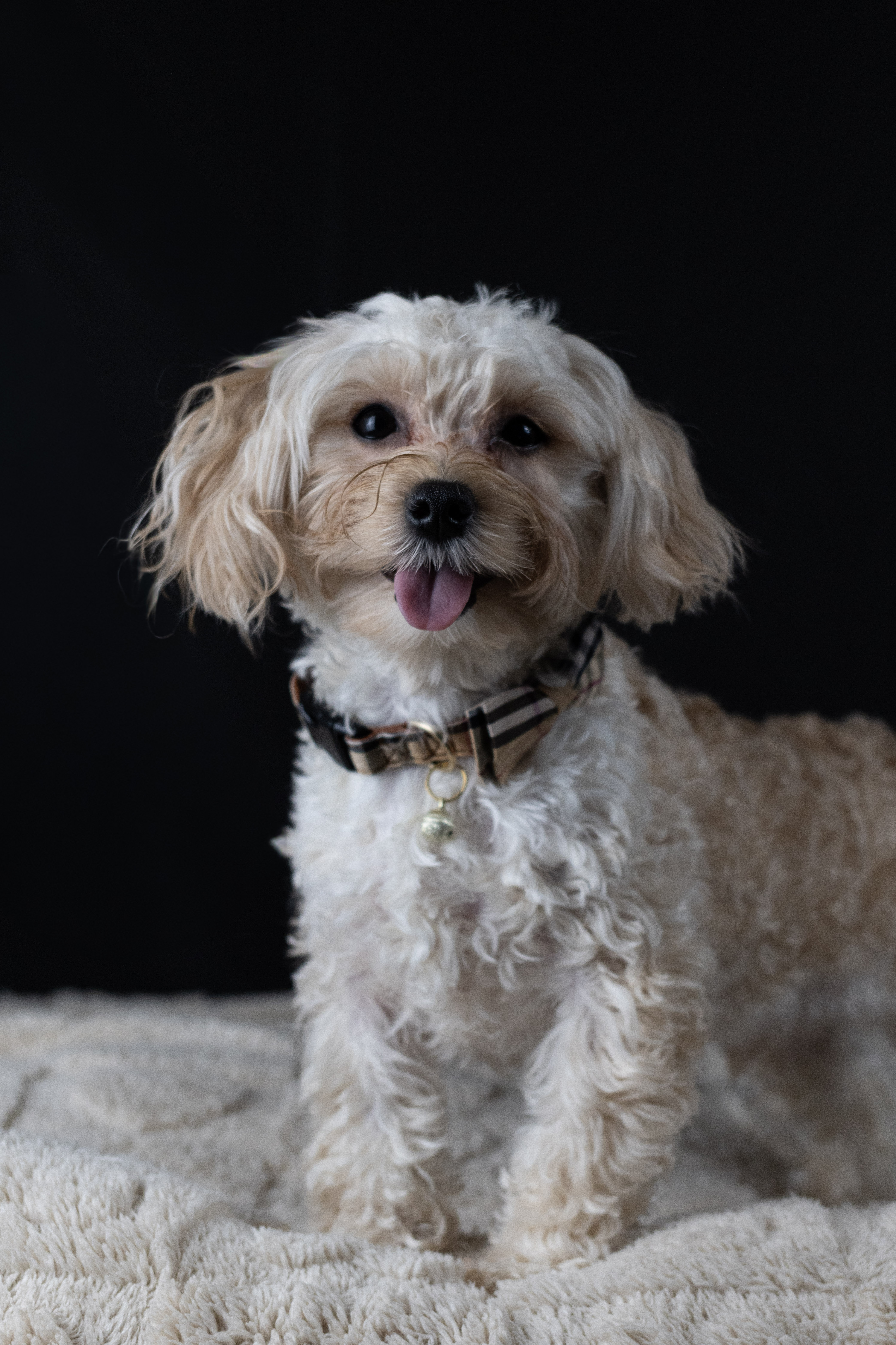 puppy, for, sale, Malti-Poos, Angel  Victor, dog, breeder, Brooklyn, NY, dog-breeder, puppy-for-sale, forsale, nearby, find, puppyfind, locator, puppylocator, aca