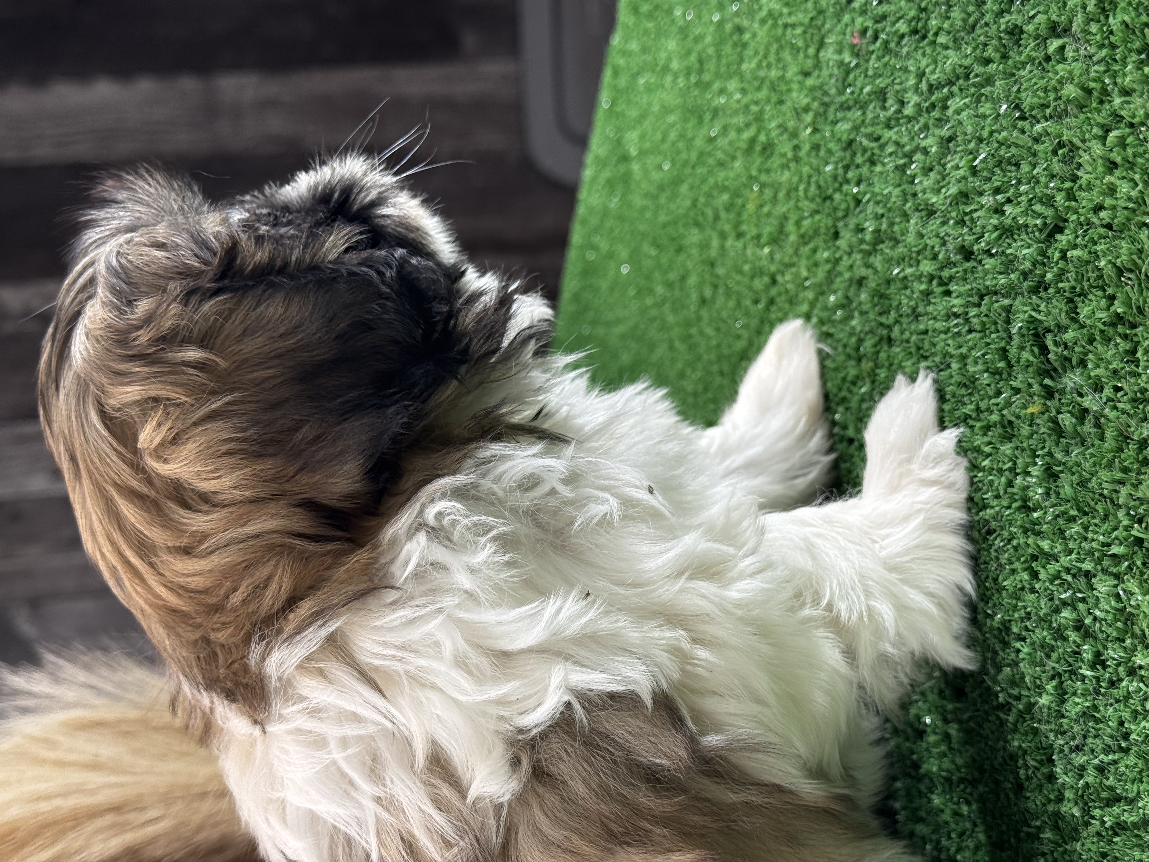 puppy, for, sale, Shih Tzu, Curtis  Martin, dog, breeder, Seneca Falls, NY, dog-breeder, puppy-for-sale, forsale, nearby, find, puppyfind, locator, puppylocator, aca