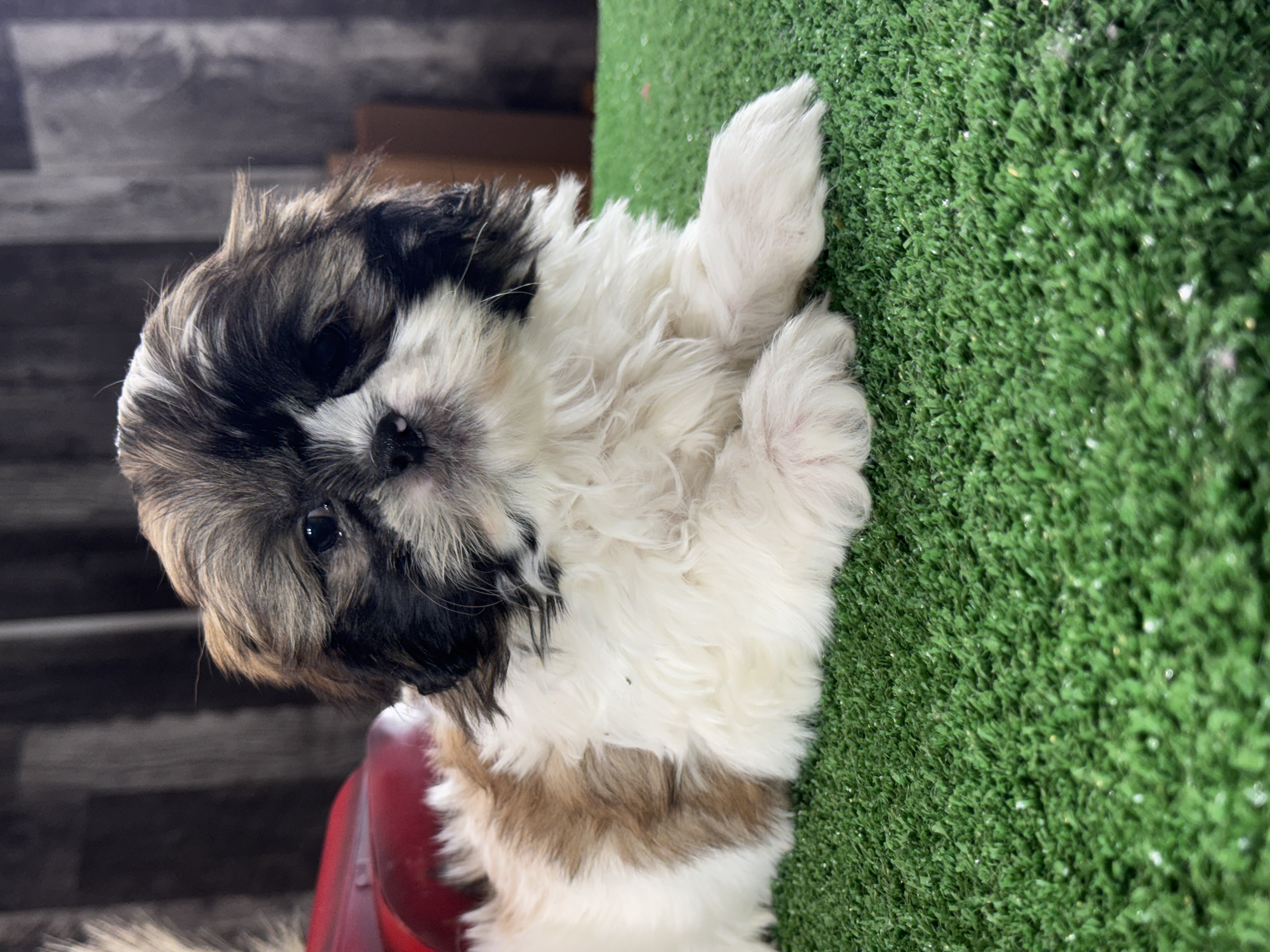 puppy, for, sale, Shih Tzu, Curtis  Martin, dog, breeder, Seneca Falls, NY, dog-breeder, puppy-for-sale, forsale, nearby, find, puppyfind, locator, puppylocator, aca