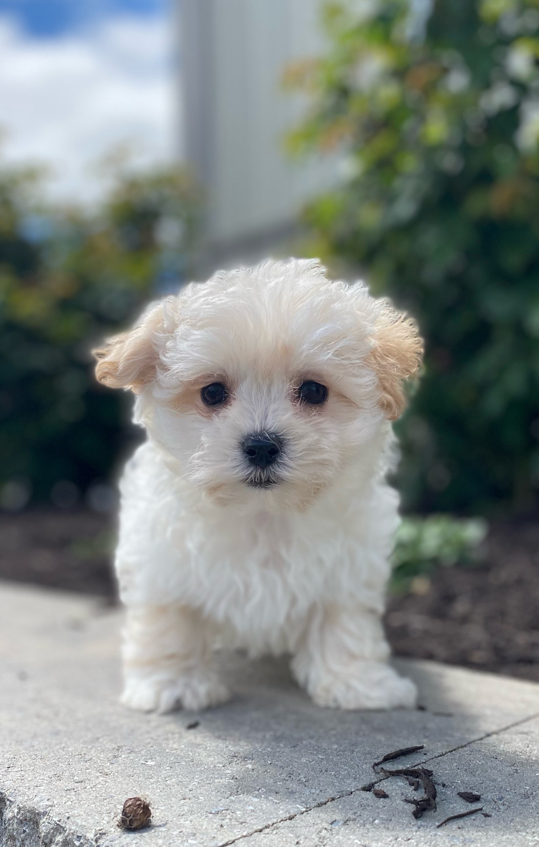 puppy, for, sale, Malti Poo, Curtis  Martin, dog, breeder, Seneca Falls, NY, dog-breeder, puppy-for-sale, forsale, nearby, find, puppyfind, locator, puppylocator, aca