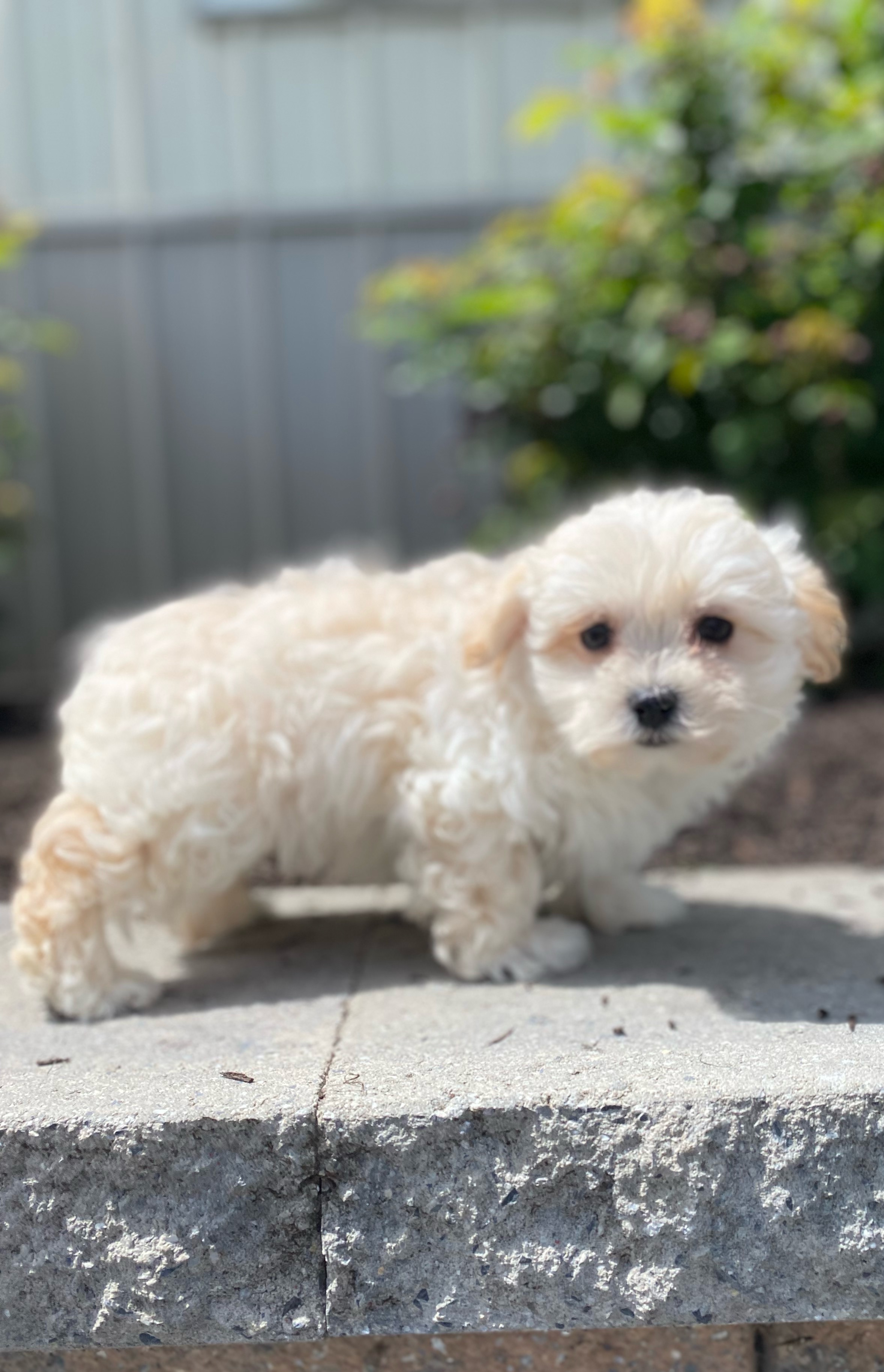 puppy, for, sale, Malti Poo, Curtis  Martin, dog, breeder, Seneca Falls, NY, dog-breeder, puppy-for-sale, forsale, nearby, find, puppyfind, locator, puppylocator, aca
