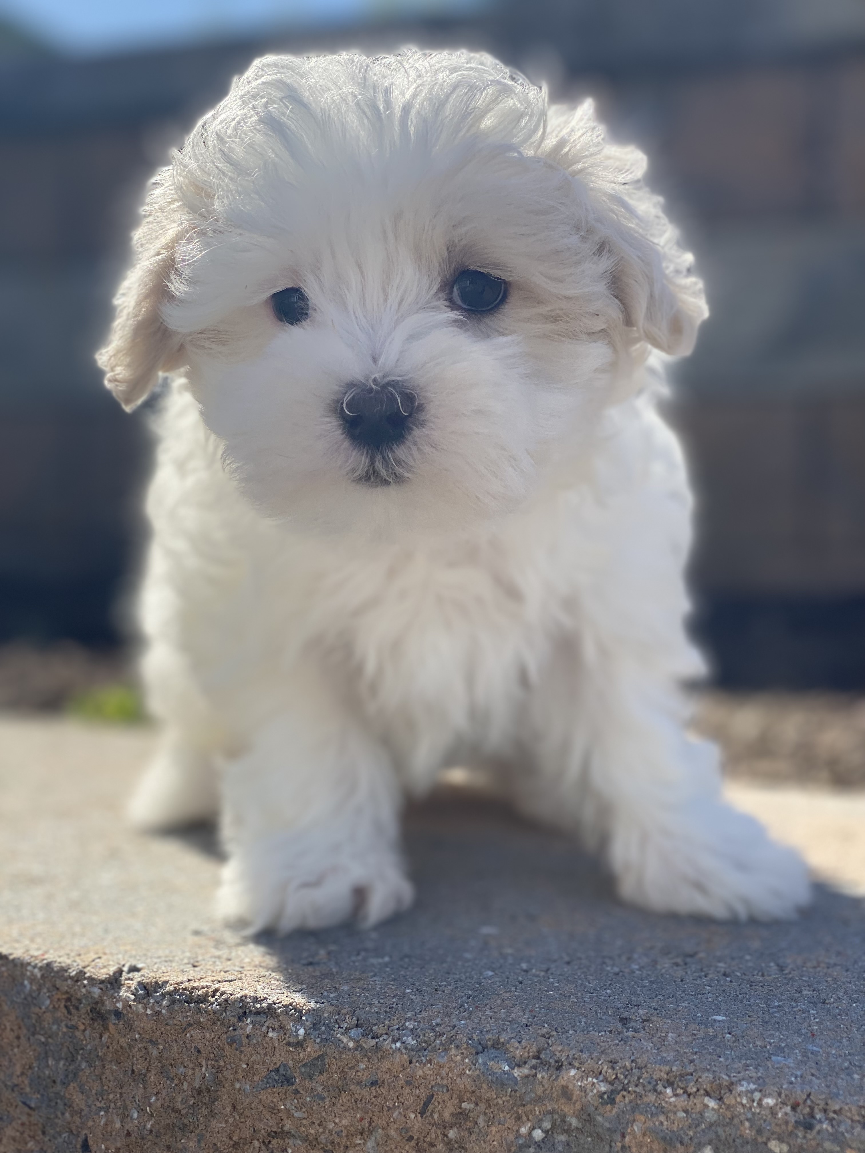 puppy, for, sale, Malti Poo, Curtis  Martin, dog, breeder, Seneca Falls, NY, dog-breeder, puppy-for-sale, forsale, nearby, find, puppyfind, locator, puppylocator, aca