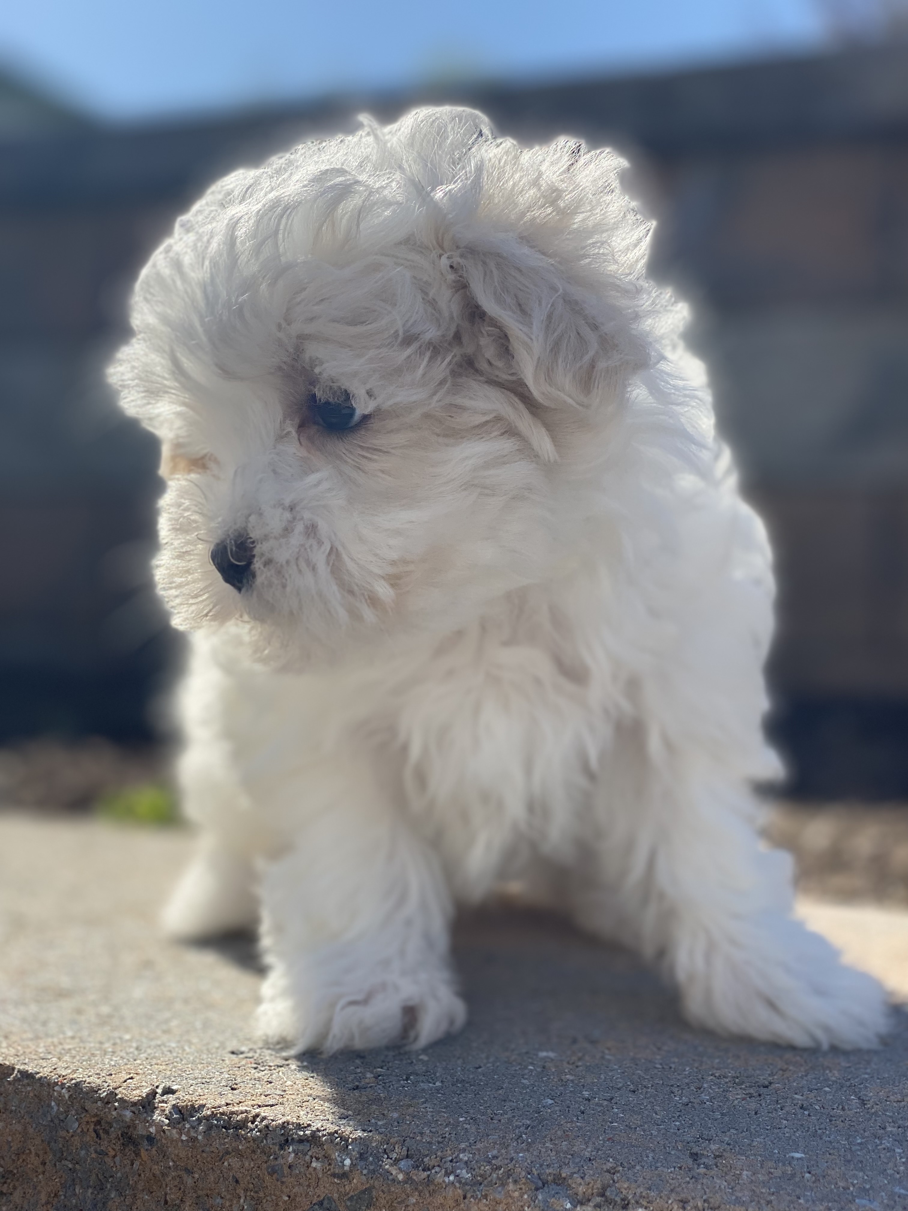 puppy, for, sale, Malti Poo, Curtis  Martin, dog, breeder, Seneca Falls, NY, dog-breeder, puppy-for-sale, forsale, nearby, find, puppyfind, locator, puppylocator, aca
