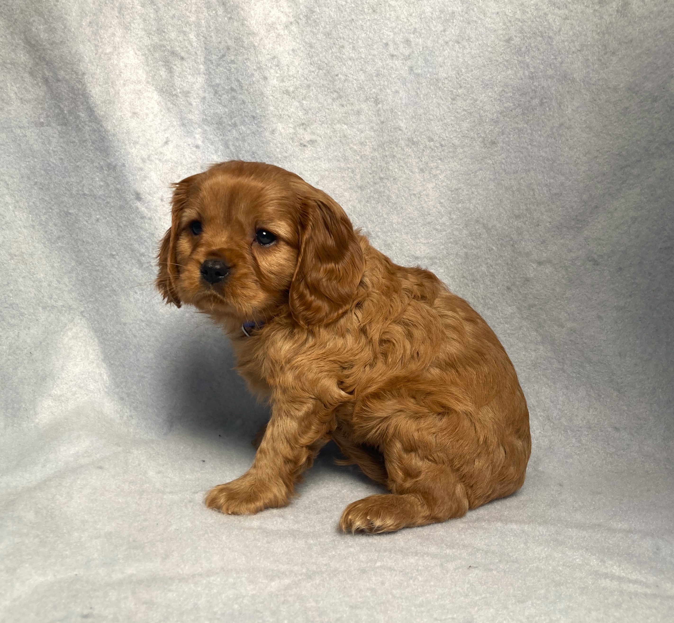 puppy, for, sale, Cavalier King Charles Spaniel,   Little Stream Estates LLC, dog, breeder, Lititz, PA, dog-breeder, puppy-for-sale, forsale, nearby, find, puppyfind, locator, puppylocator, aca