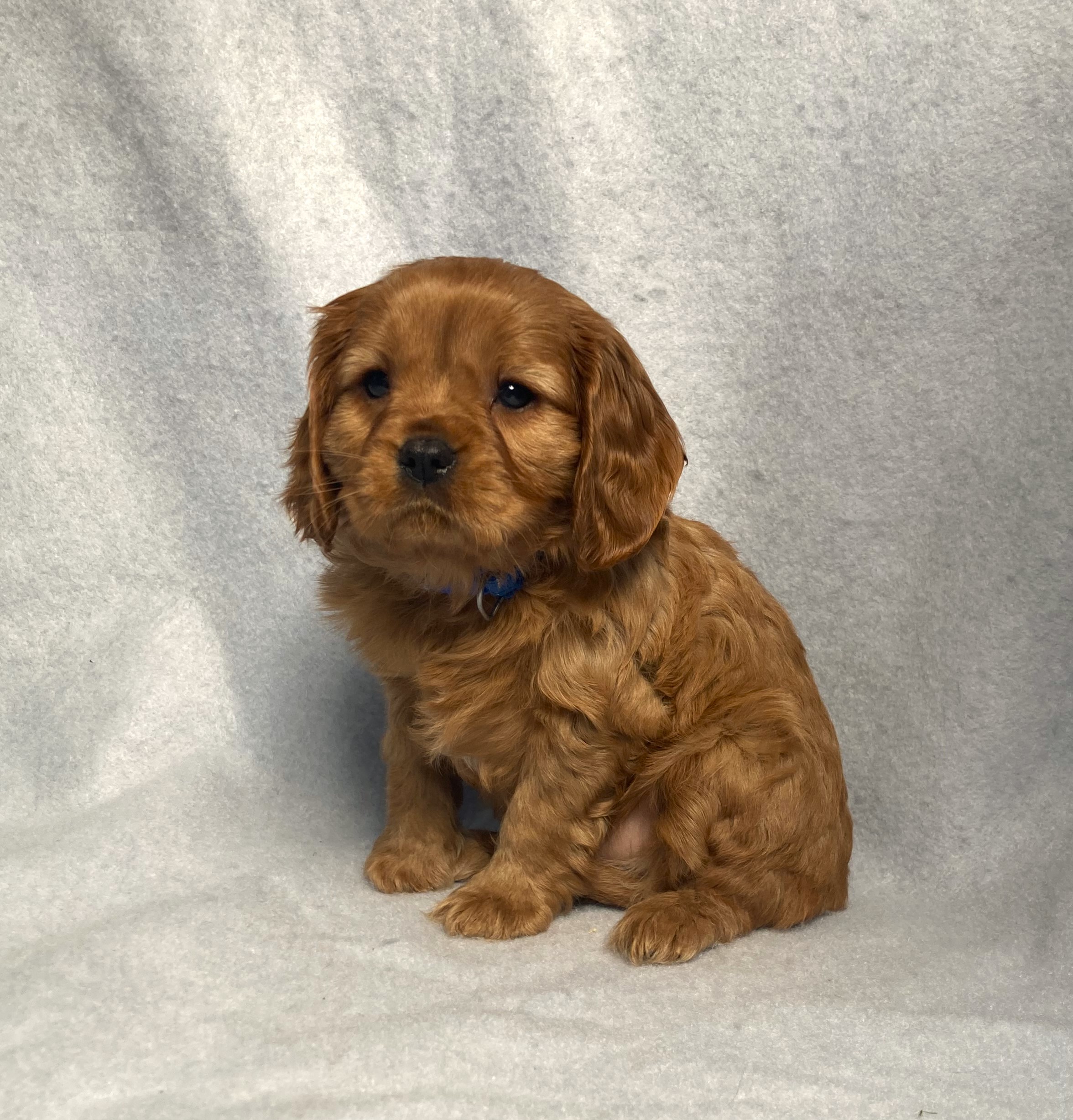 puppy, for, sale, Cavalier King Charles Spaniel,   Little Stream Estates LLC, dog, breeder, Lititz, PA, dog-breeder, puppy-for-sale, forsale, nearby, find, puppyfind, locator, puppylocator, aca