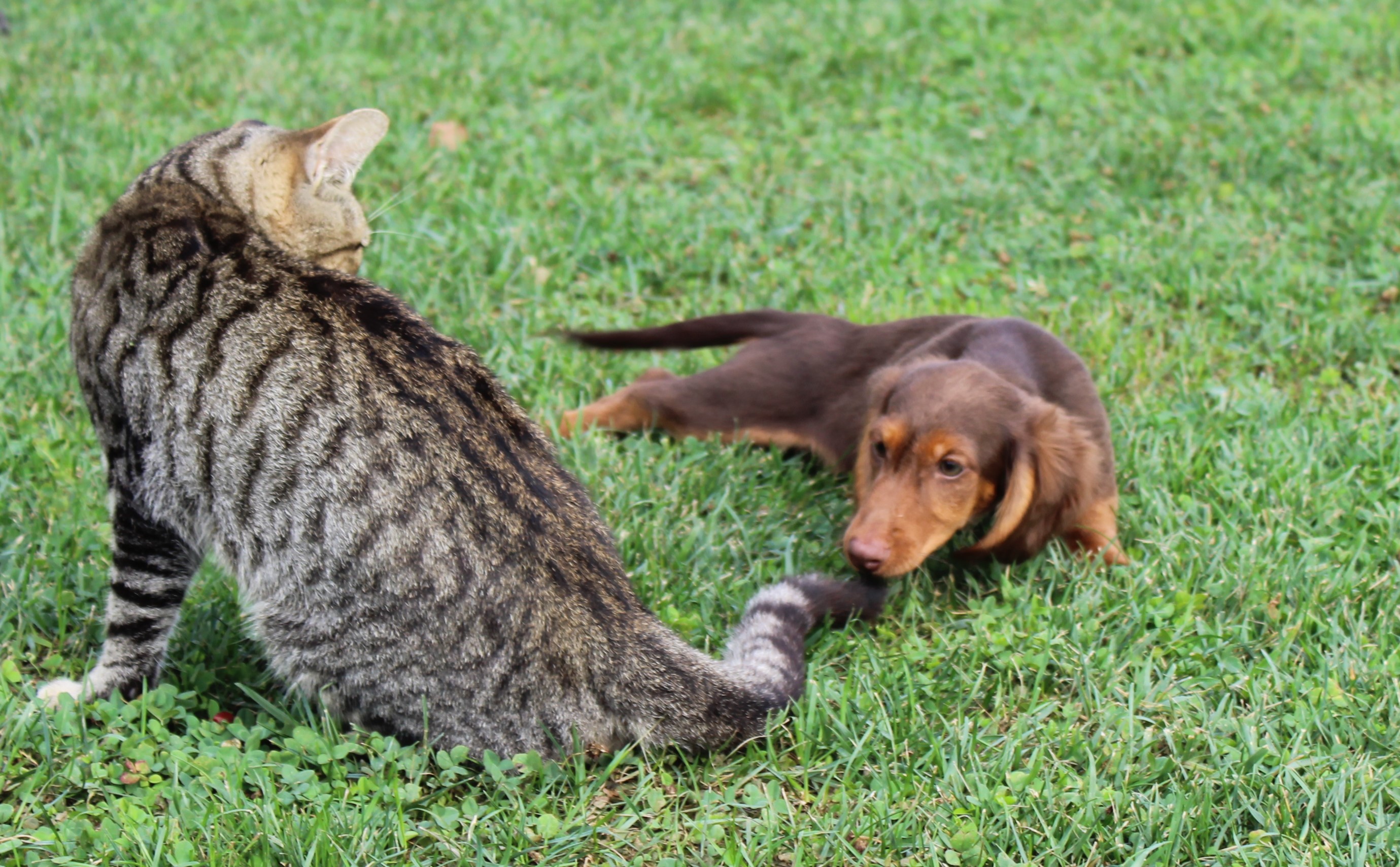 puppy, for, sale, Dachshund,   Little Stream Estates LLC, dog, breeder, Lititz, PA, dog-breeder, puppy-for-sale, forsale, nearby, find, puppyfind, locator, puppylocator, aca