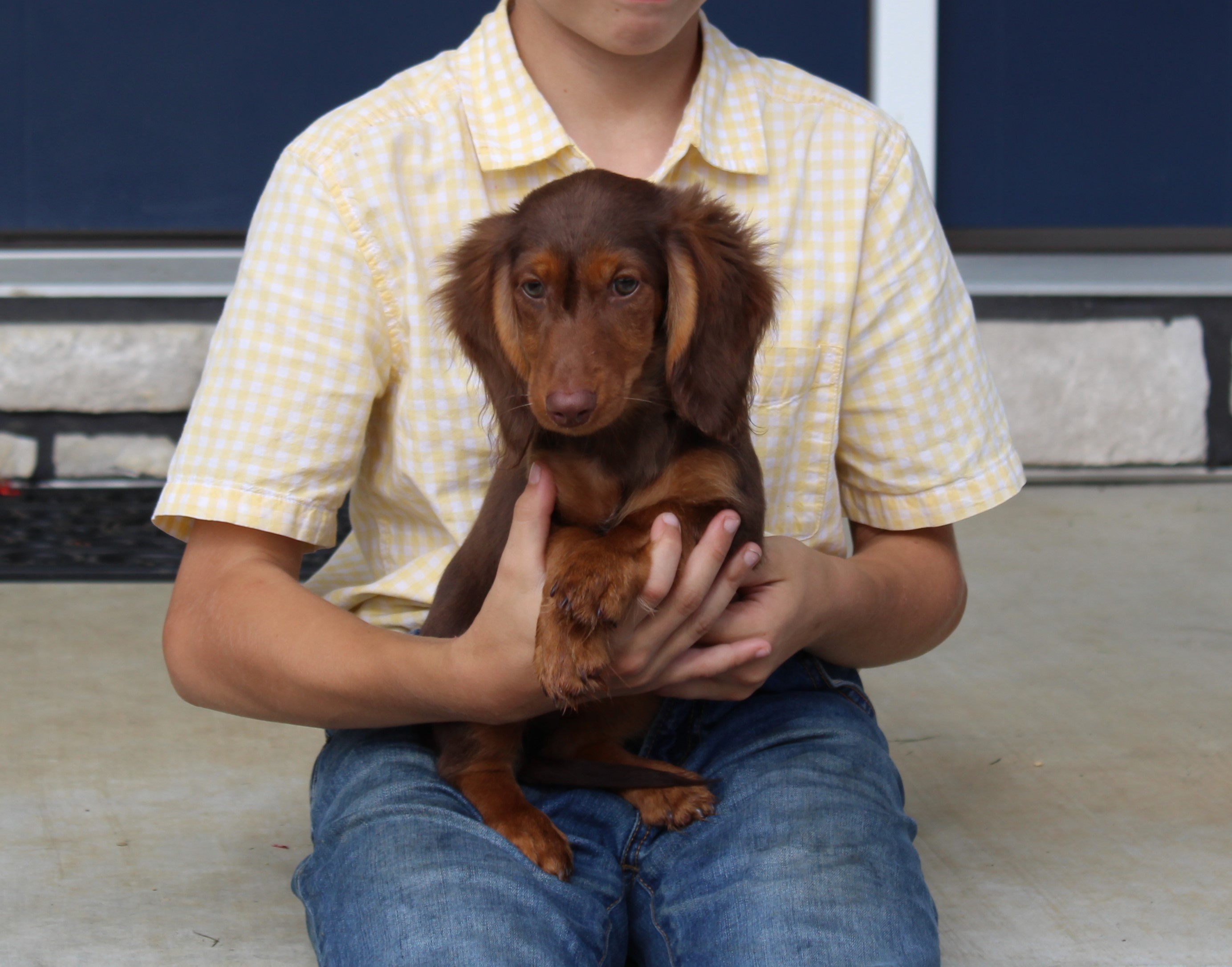 puppy, for, sale, Dachshund,   Little Stream Estates LLC, dog, breeder, Lititz, PA, dog-breeder, puppy-for-sale, forsale, nearby, find, puppyfind, locator, puppylocator, aca