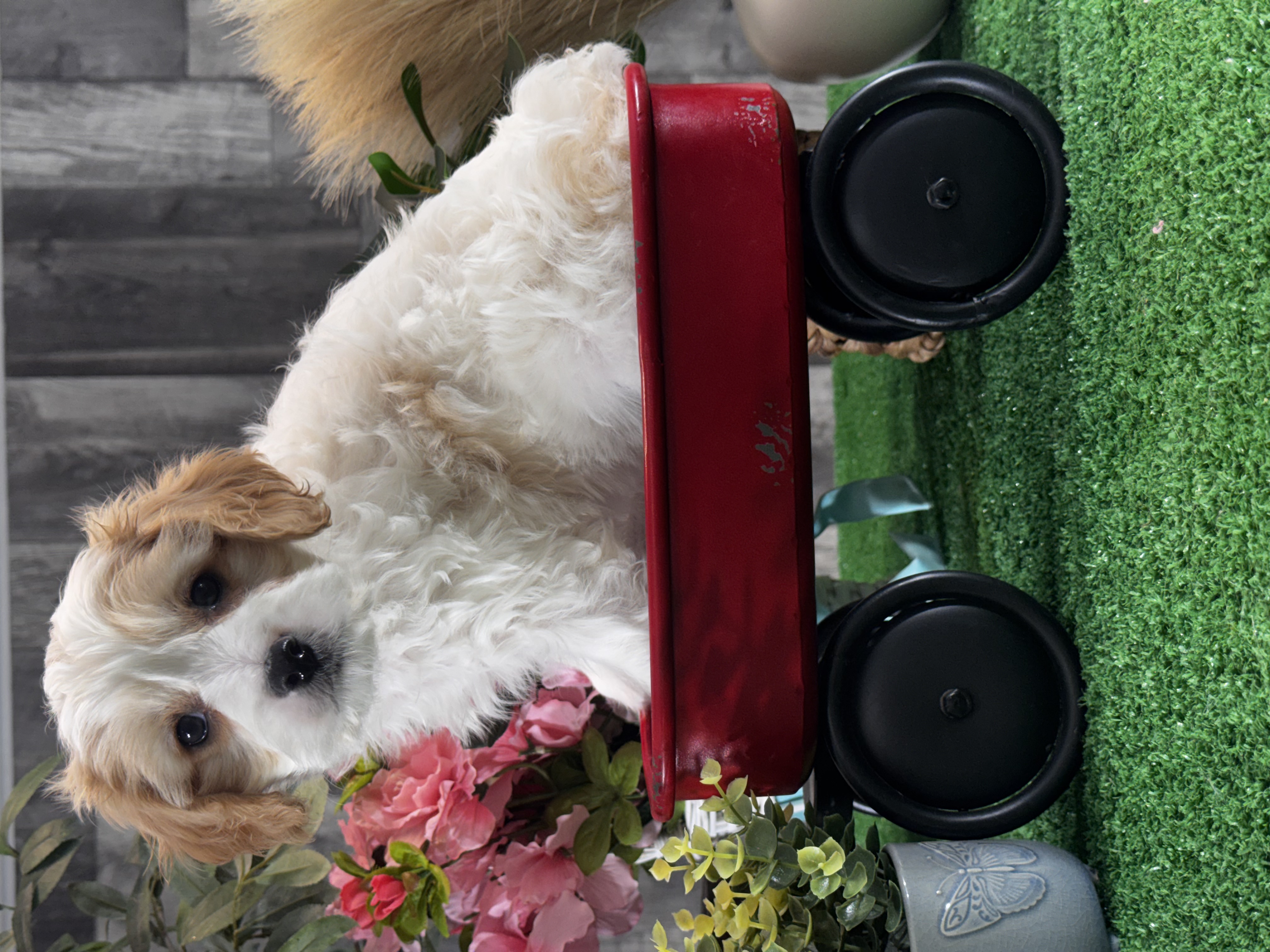 puppy, for, sale, Cavachon, Curtis  Martin, dog, breeder, Seneca Falls, NY, dog-breeder, puppy-for-sale, forsale, nearby, find, puppyfind, locator, puppylocator, aca