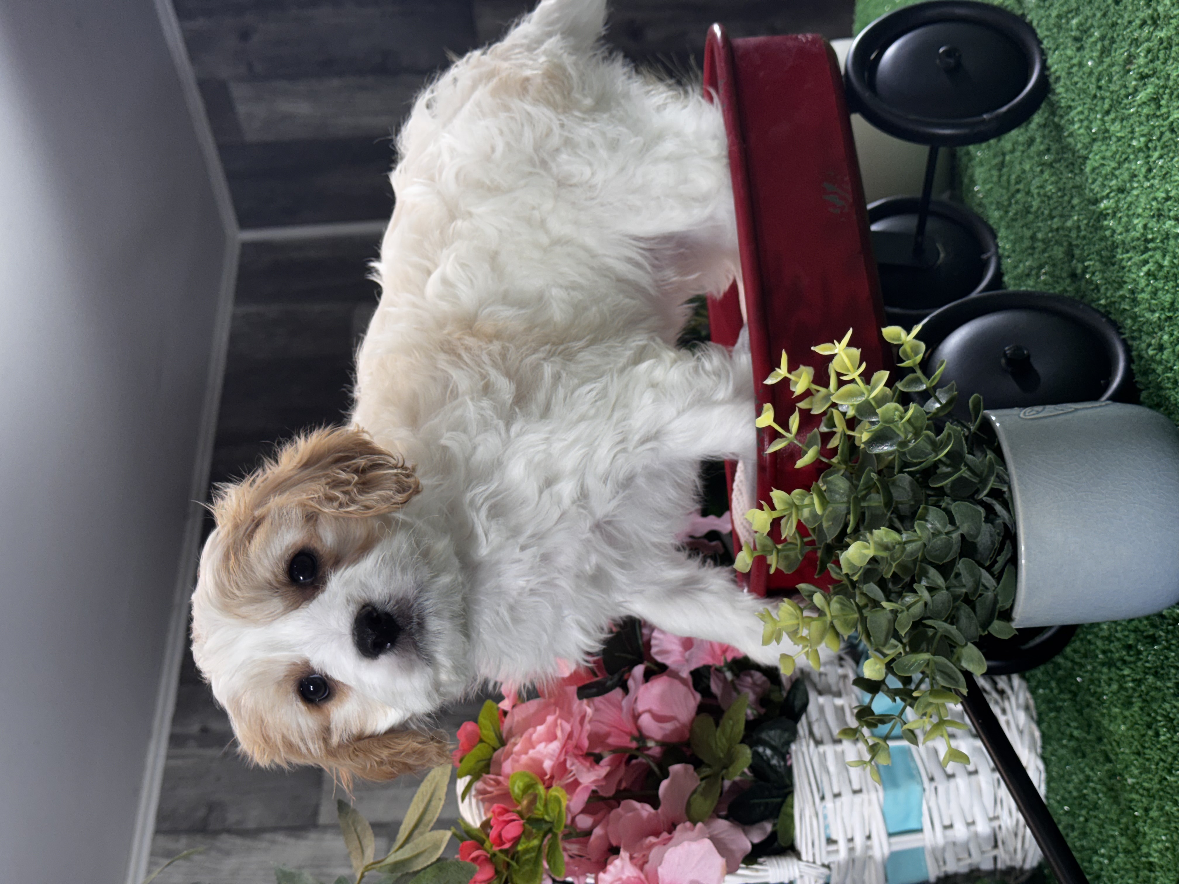 puppy, for, sale, Cavachon, Curtis  Martin, dog, breeder, Seneca Falls, NY, dog-breeder, puppy-for-sale, forsale, nearby, find, puppyfind, locator, puppylocator, aca