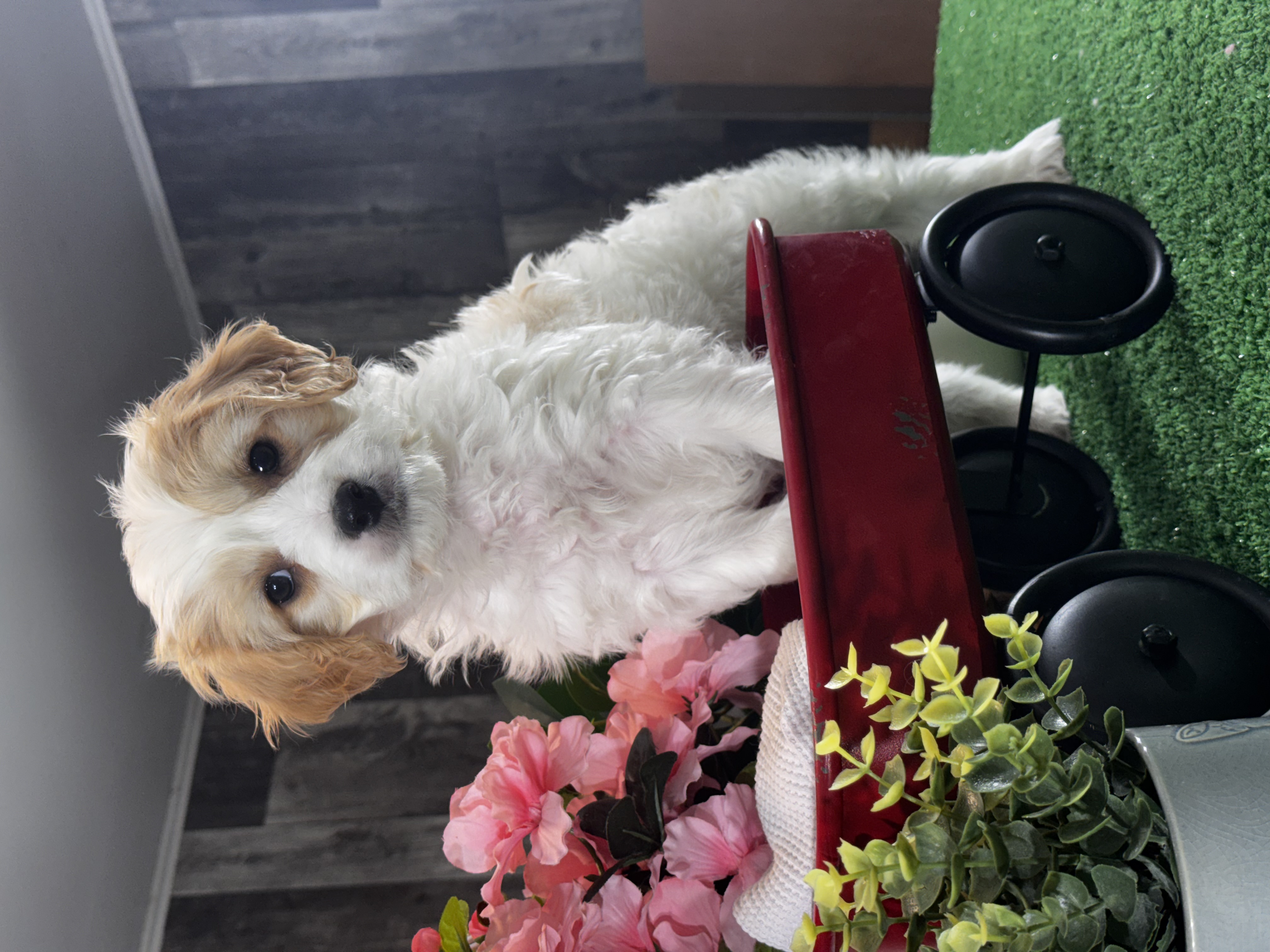 puppy, for, sale, Cavachon, Curtis  Martin, dog, breeder, Seneca Falls, NY, dog-breeder, puppy-for-sale, forsale, nearby, find, puppyfind, locator, puppylocator, aca