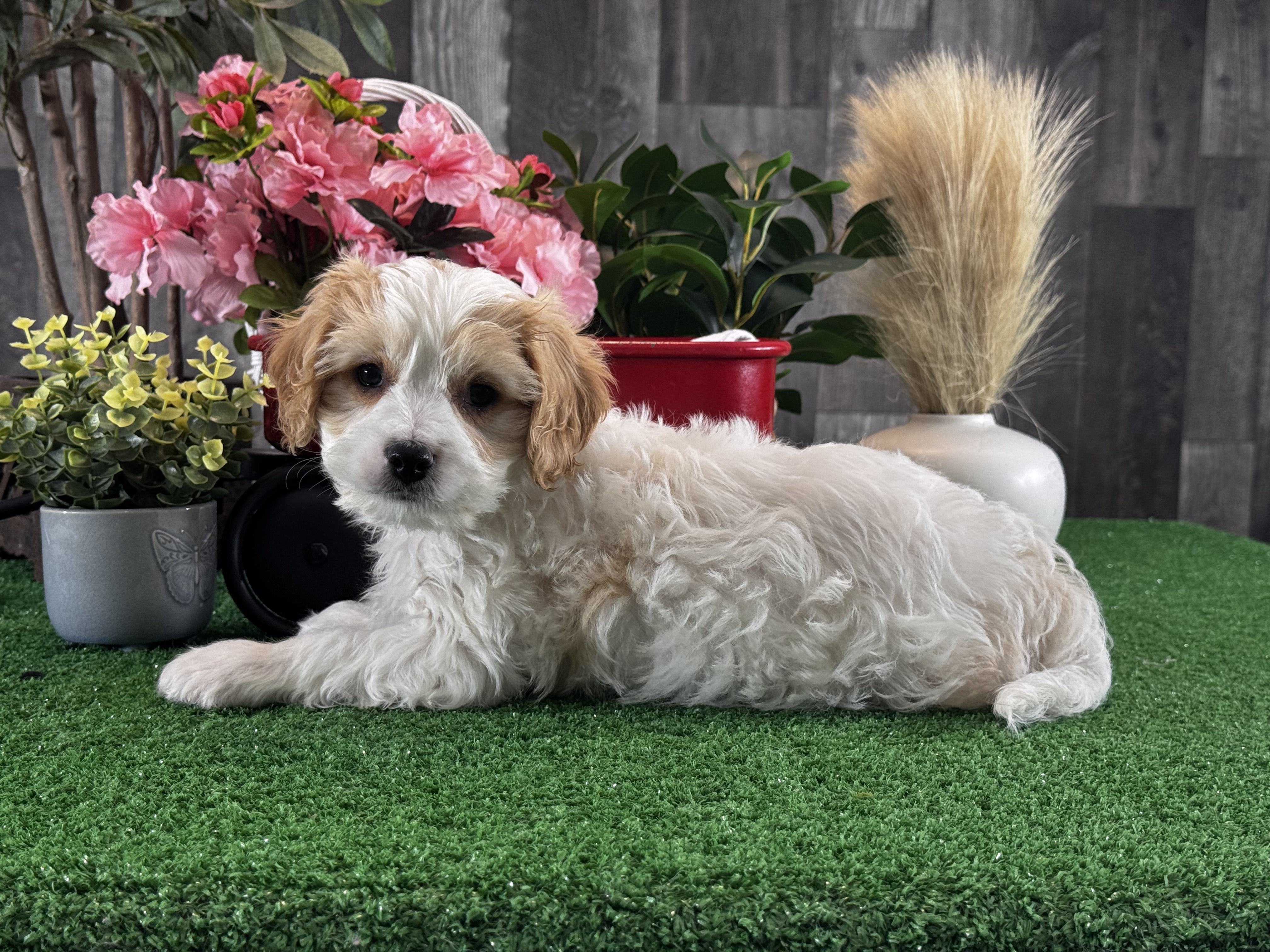 puppy, for, sale, Cavachon, Curtis  Martin, dog, breeder, Seneca Falls, NY, dog-breeder, puppy-for-sale, forsale, nearby, find, puppyfind, locator, puppylocator, aca