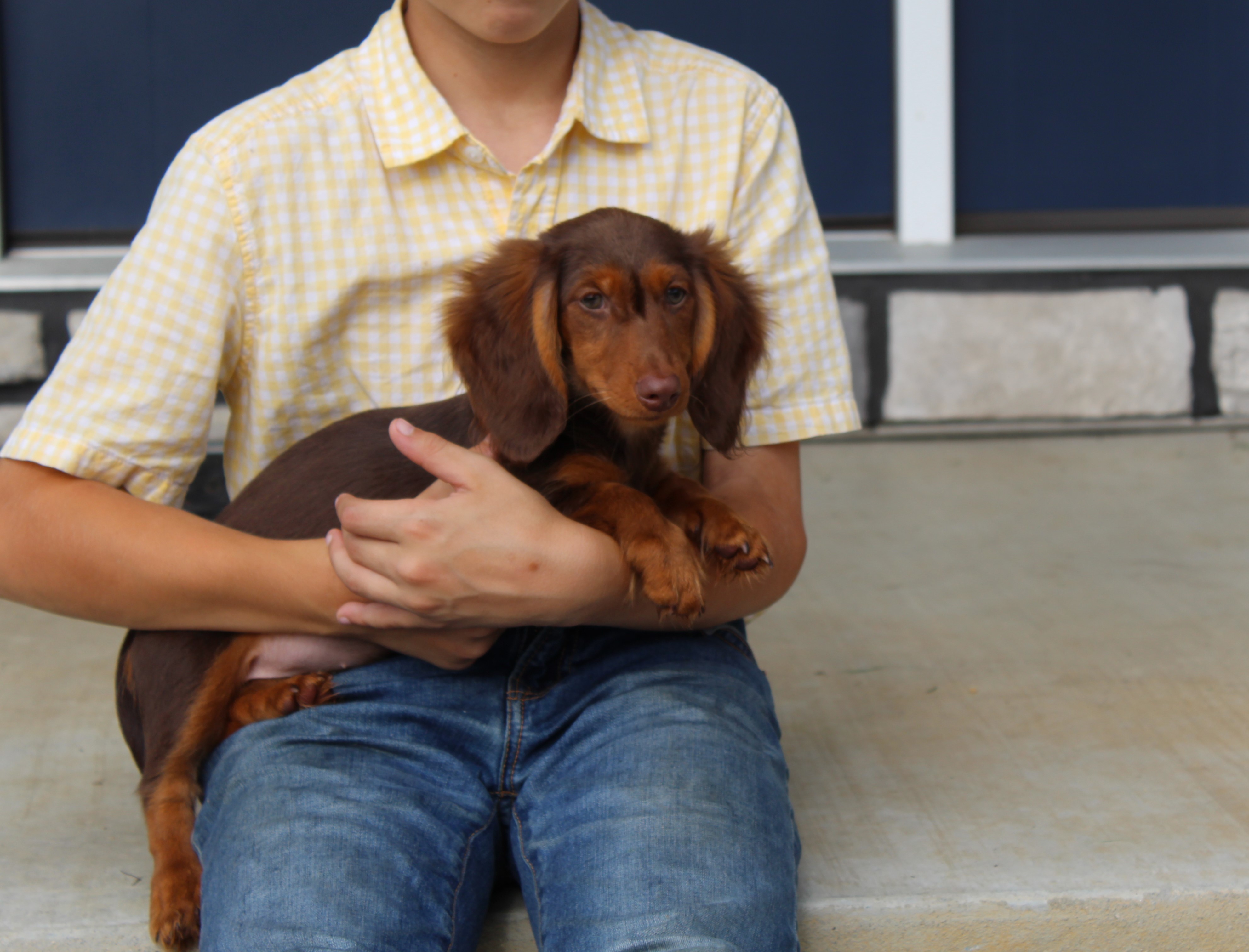 puppy, for, sale, Dachshund,   Little Stream Estates LLC, dog, breeder, Lititz, PA, dog-breeder, puppy-for-sale, forsale, nearby, find, puppyfind, locator, puppylocator, aca