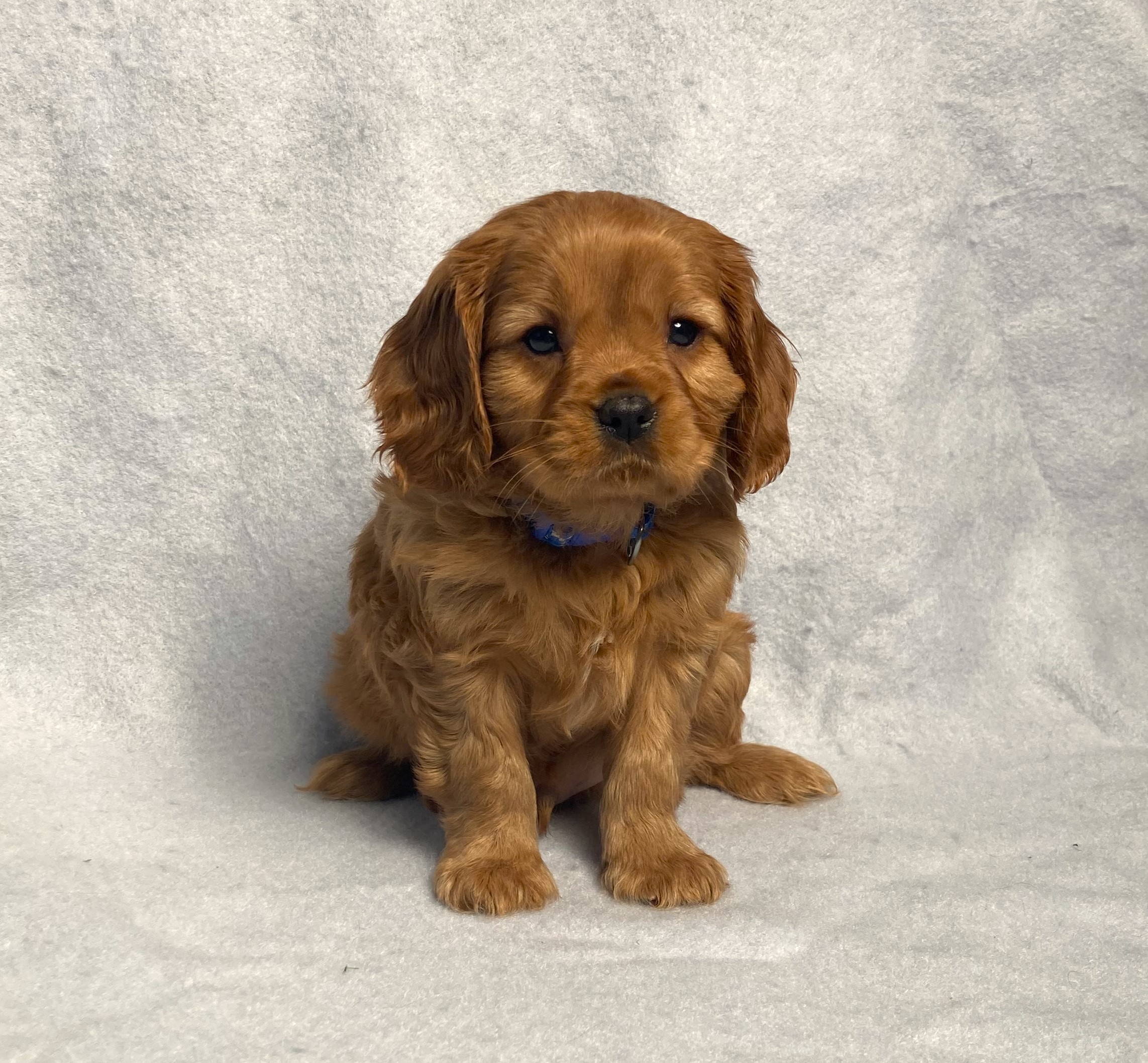 puppy, for, sale, Cavalier King Charles Spaniel,   Little Stream Estates LLC, dog, breeder, Lititz, PA, dog-breeder, puppy-for-sale, forsale, nearby, find, puppyfind, locator, puppylocator, aca