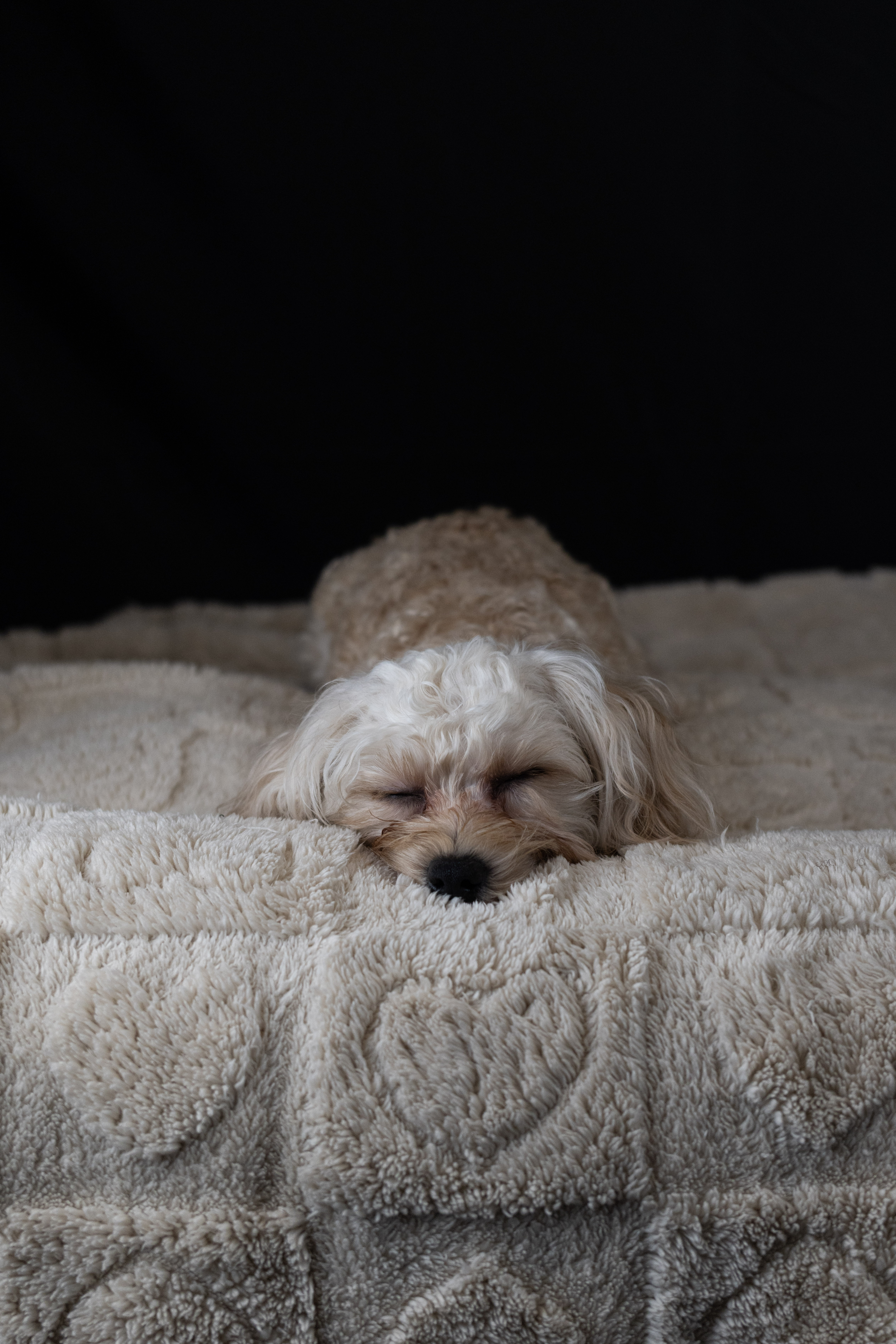 puppy, for, sale, Malti-Poos, Angel  Victor, dog, breeder, Brooklyn, NY, dog-breeder, puppy-for-sale, forsale, nearby, find, puppyfind, locator, puppylocator, aca