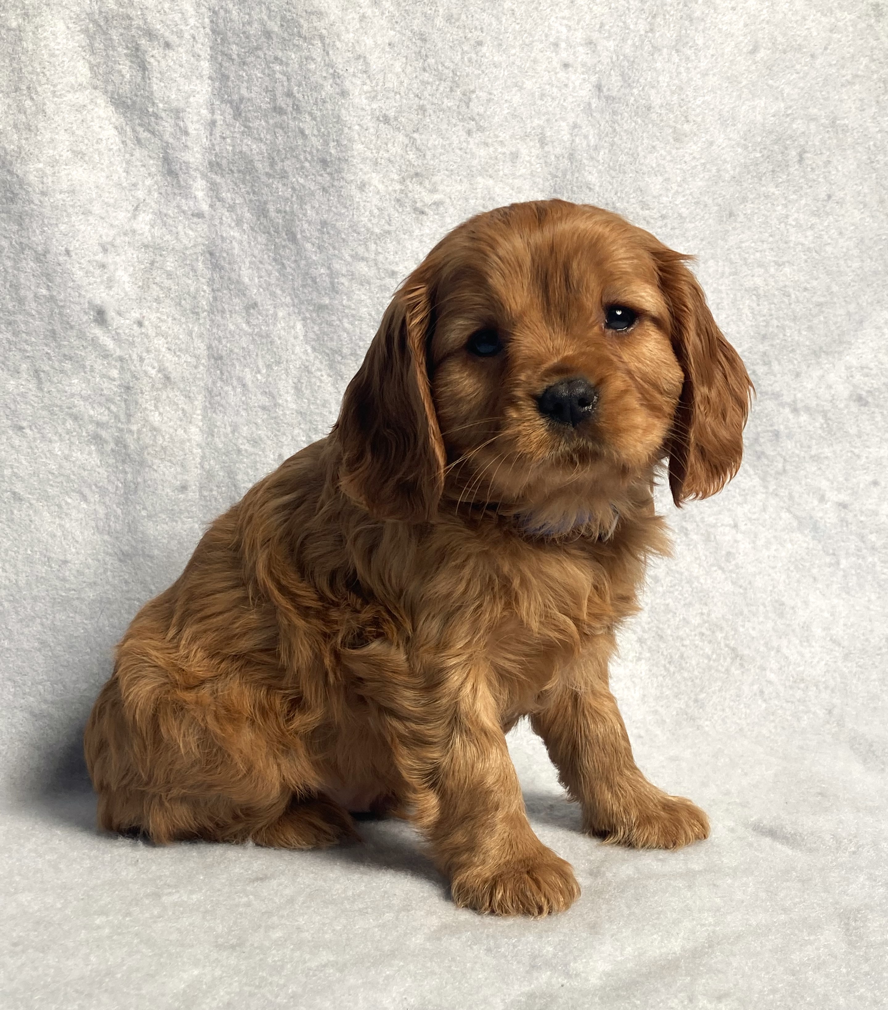 puppy, for, sale, Cavalier King Charles Spaniel,   Little Stream Estates LLC, dog, breeder, Lititz, PA, dog-breeder, puppy-for-sale, forsale, nearby, find, puppyfind, locator, puppylocator, aca