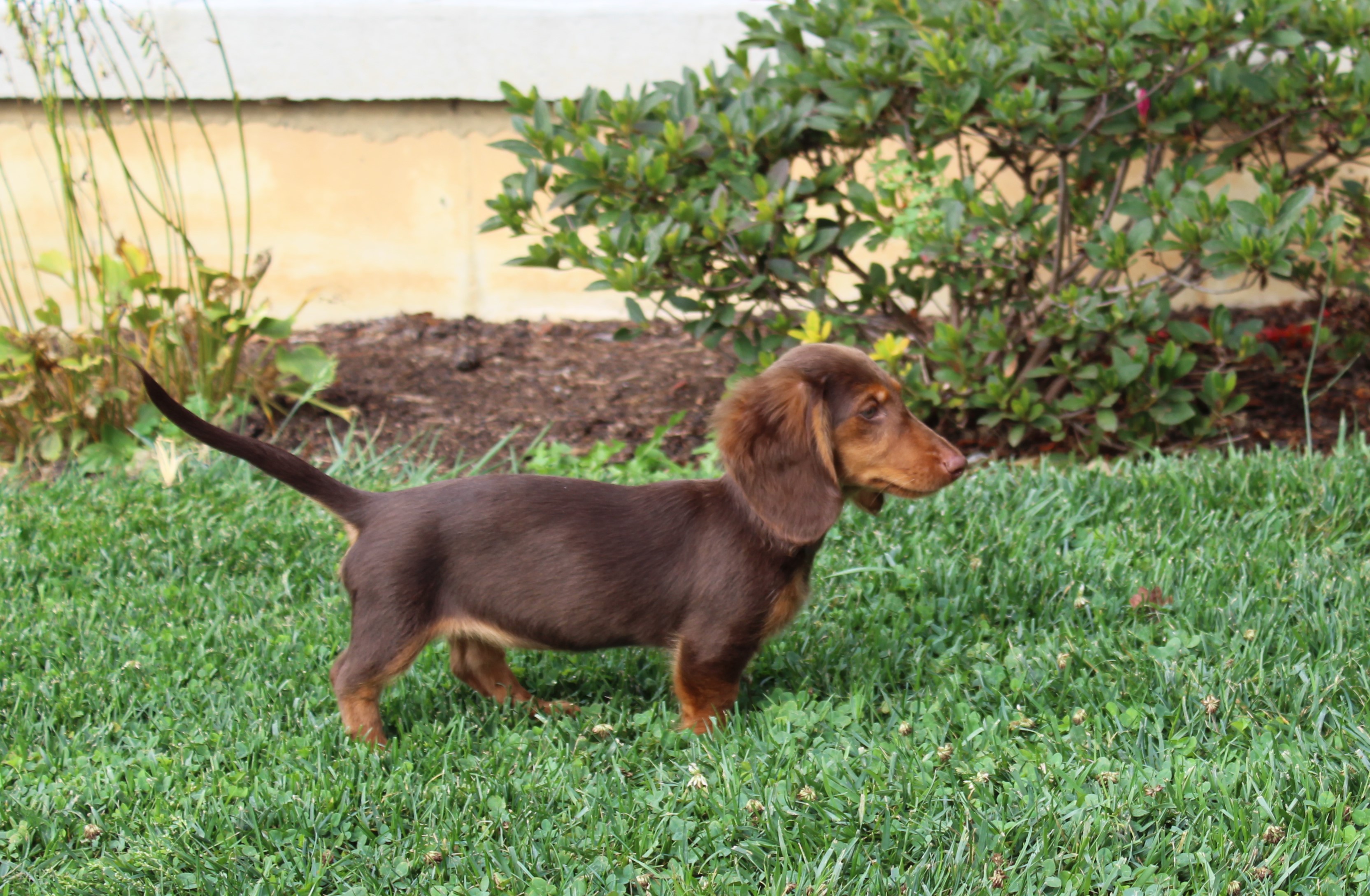 puppy, for, sale, Dachshund,   Little Stream Estates LLC, dog, breeder, Lititz, PA, dog-breeder, puppy-for-sale, forsale, nearby, find, puppyfind, locator, puppylocator, aca