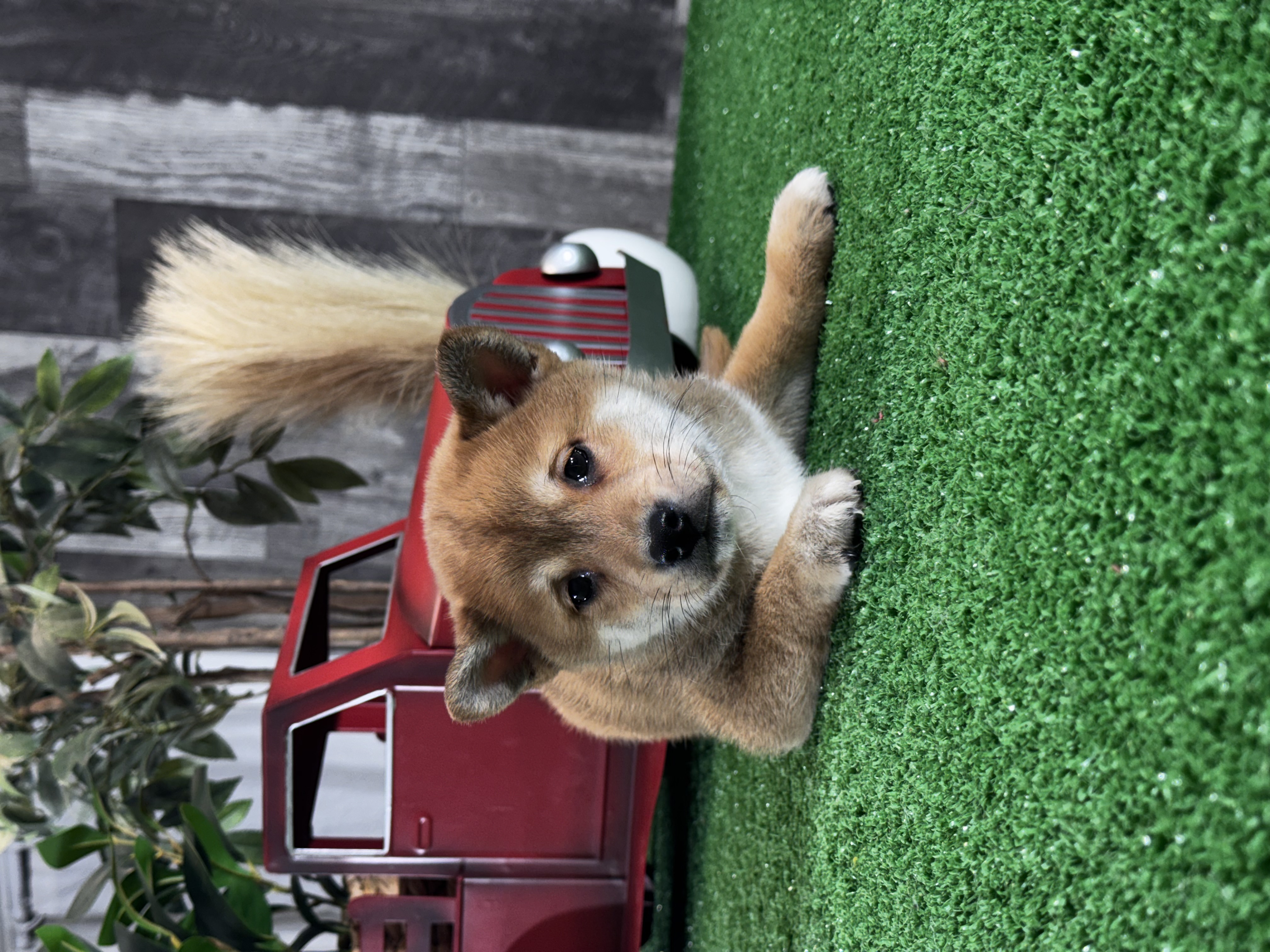 puppy, for, sale, Shiba Inu, Curtis  Martin, dog, breeder, Seneca Falls, NY, dog-breeder, puppy-for-sale, forsale, nearby, find, puppyfind, locator, puppylocator, aca