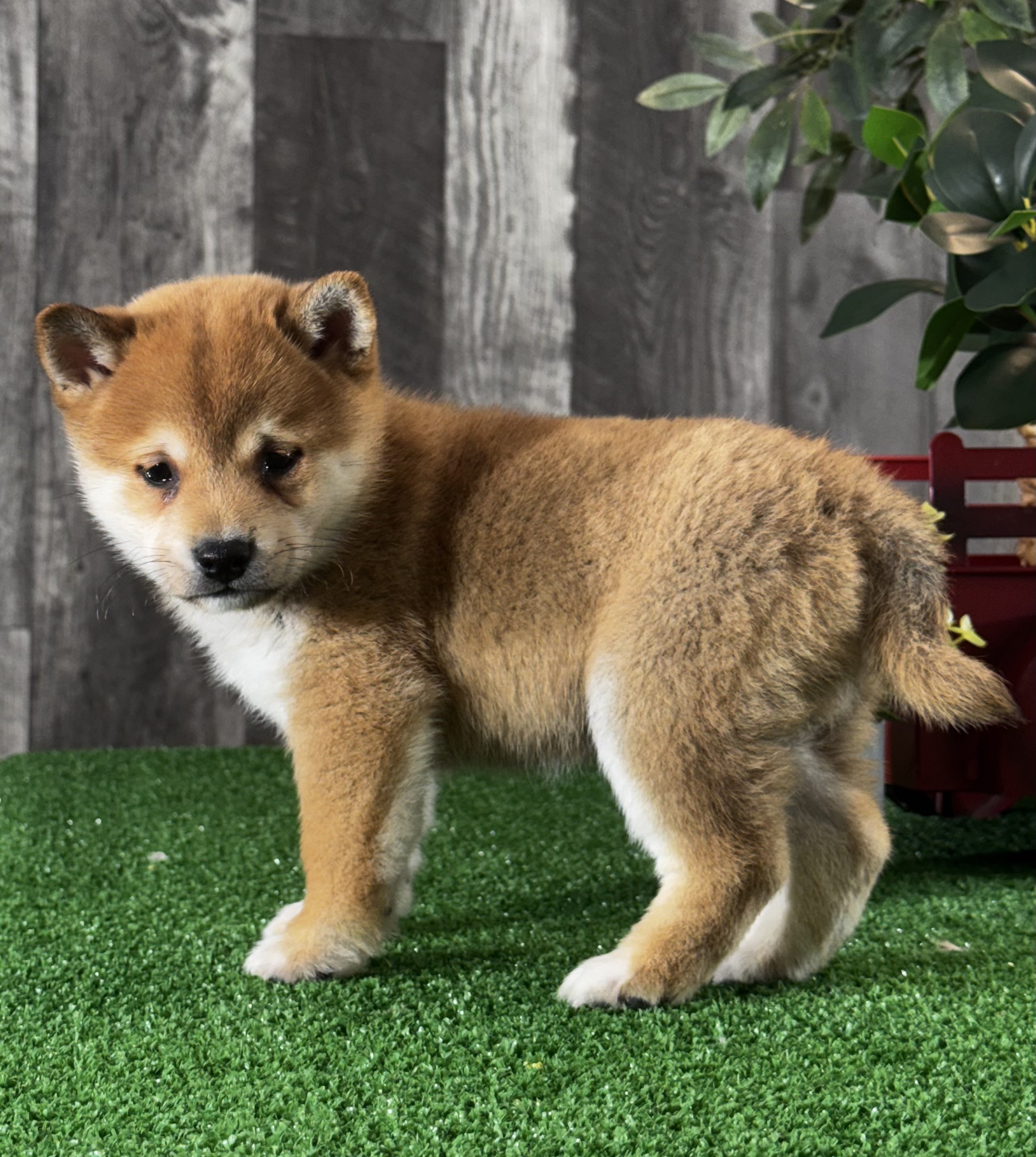 puppy, for, sale, Shiba Inu, Curtis  Martin, dog, breeder, Seneca Falls, NY, dog-breeder, puppy-for-sale, forsale, nearby, find, puppyfind, locator, puppylocator, aca