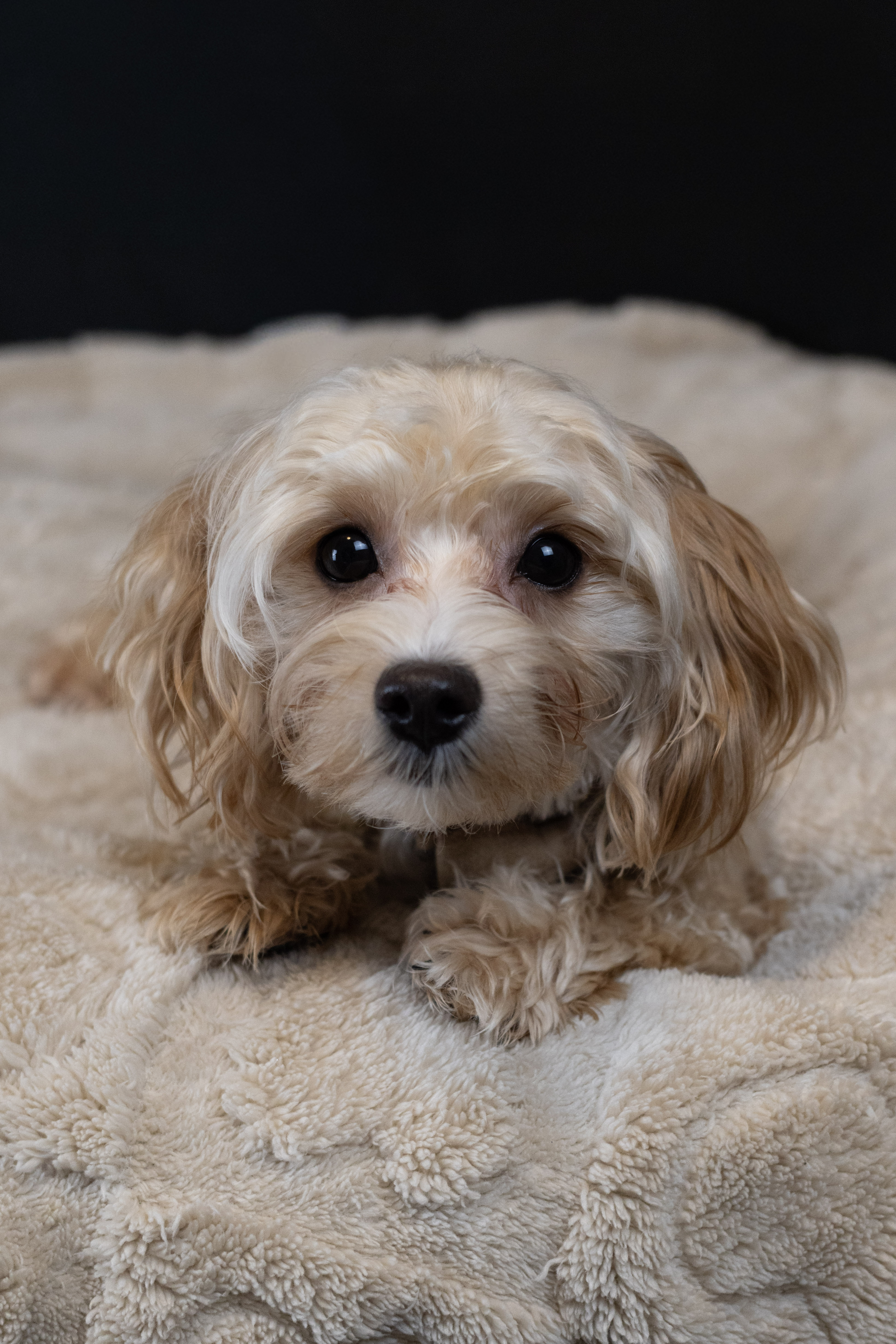 puppy, for, sale, Malti-Poos, Angel  Victor, dog, breeder, Brooklyn, NY, dog-breeder, puppy-for-sale, forsale, nearby, find, puppyfind, locator, puppylocator, aca