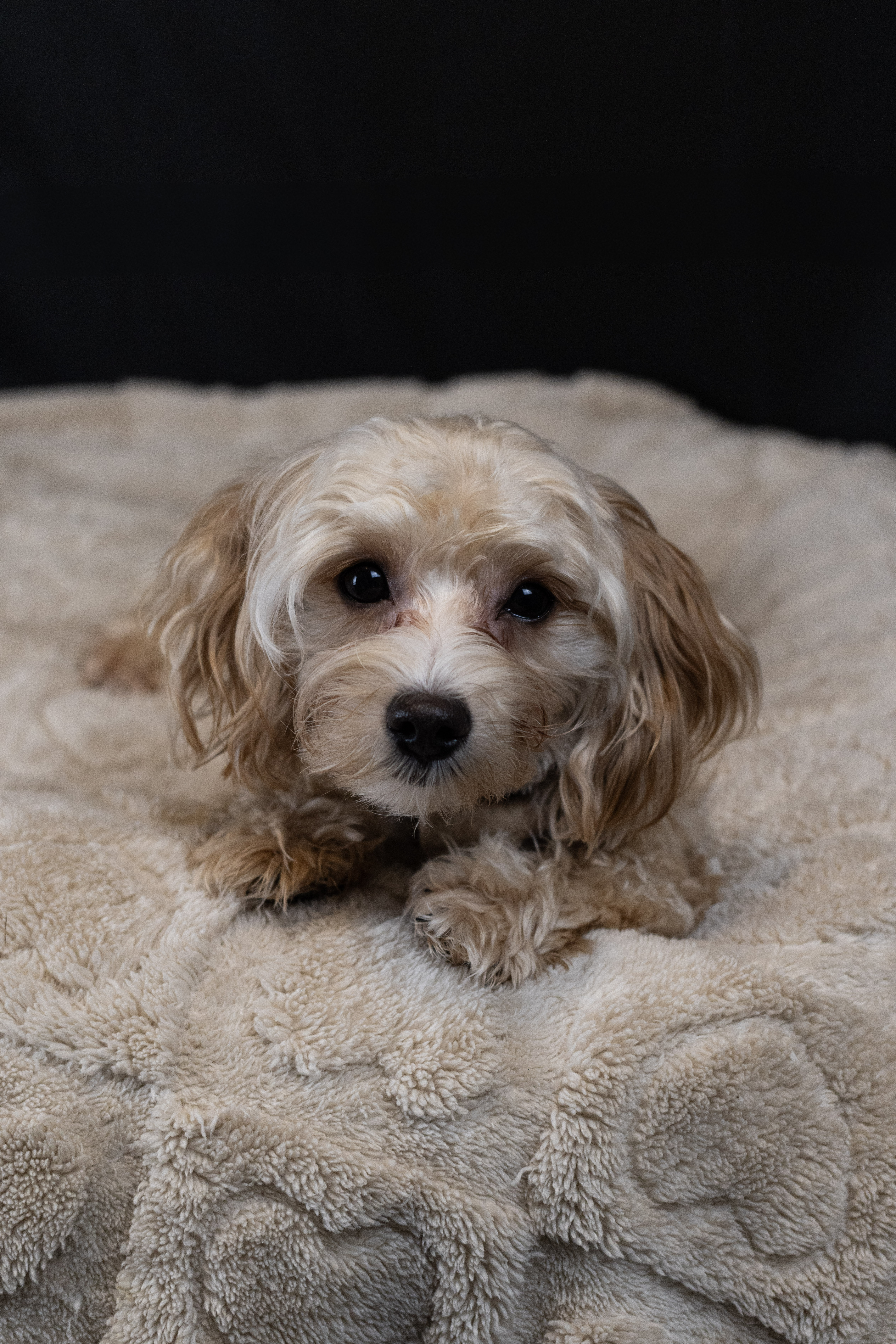 puppy, for, sale, Malti-Poos, Angel  Victor, dog, breeder, Brooklyn, NY, dog-breeder, puppy-for-sale, forsale, nearby, find, puppyfind, locator, puppylocator, aca