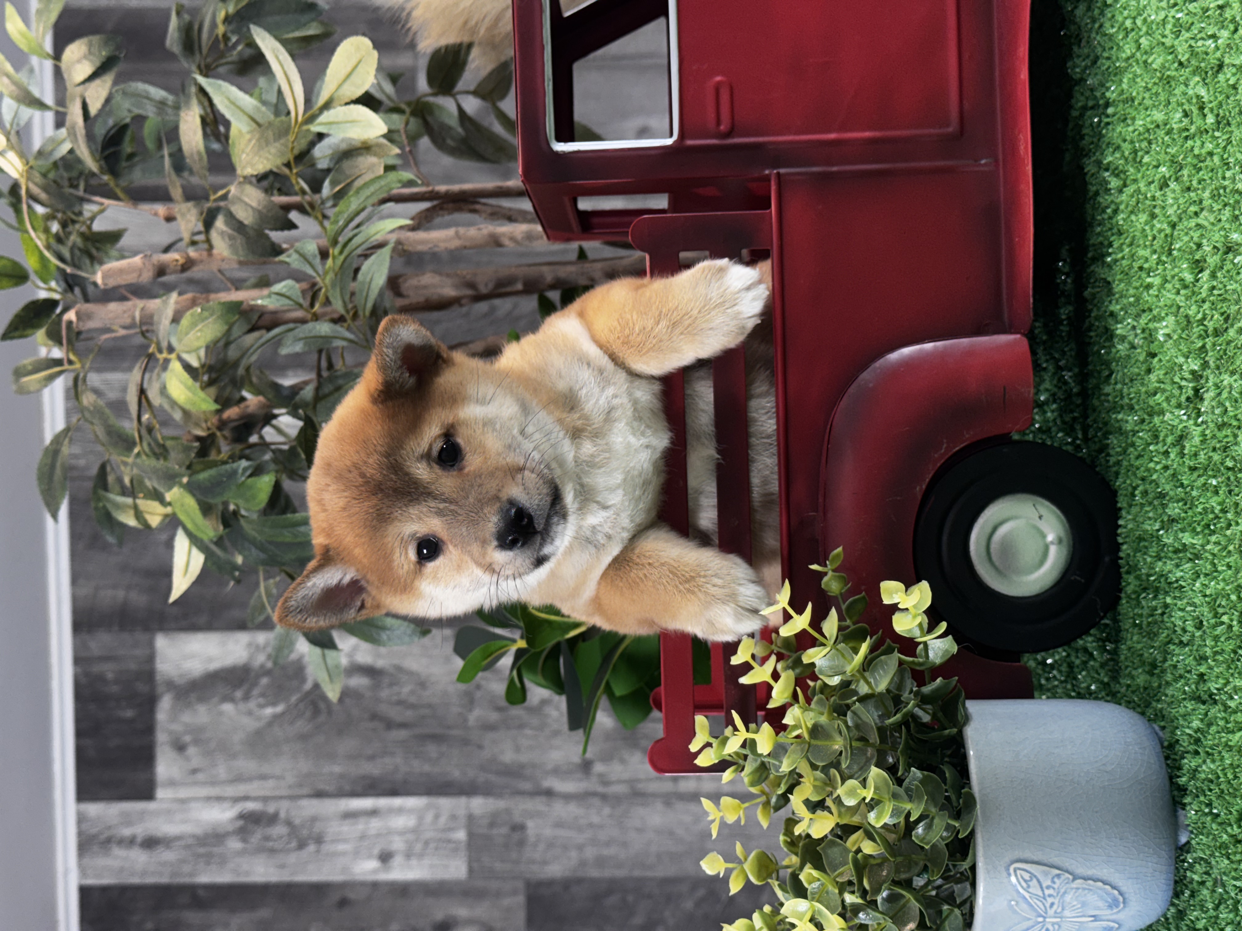 puppy, for, sale, Shiba Inu, Curtis  Martin, dog, breeder, Seneca Falls, NY, dog-breeder, puppy-for-sale, forsale, nearby, find, puppyfind, locator, puppylocator, aca
