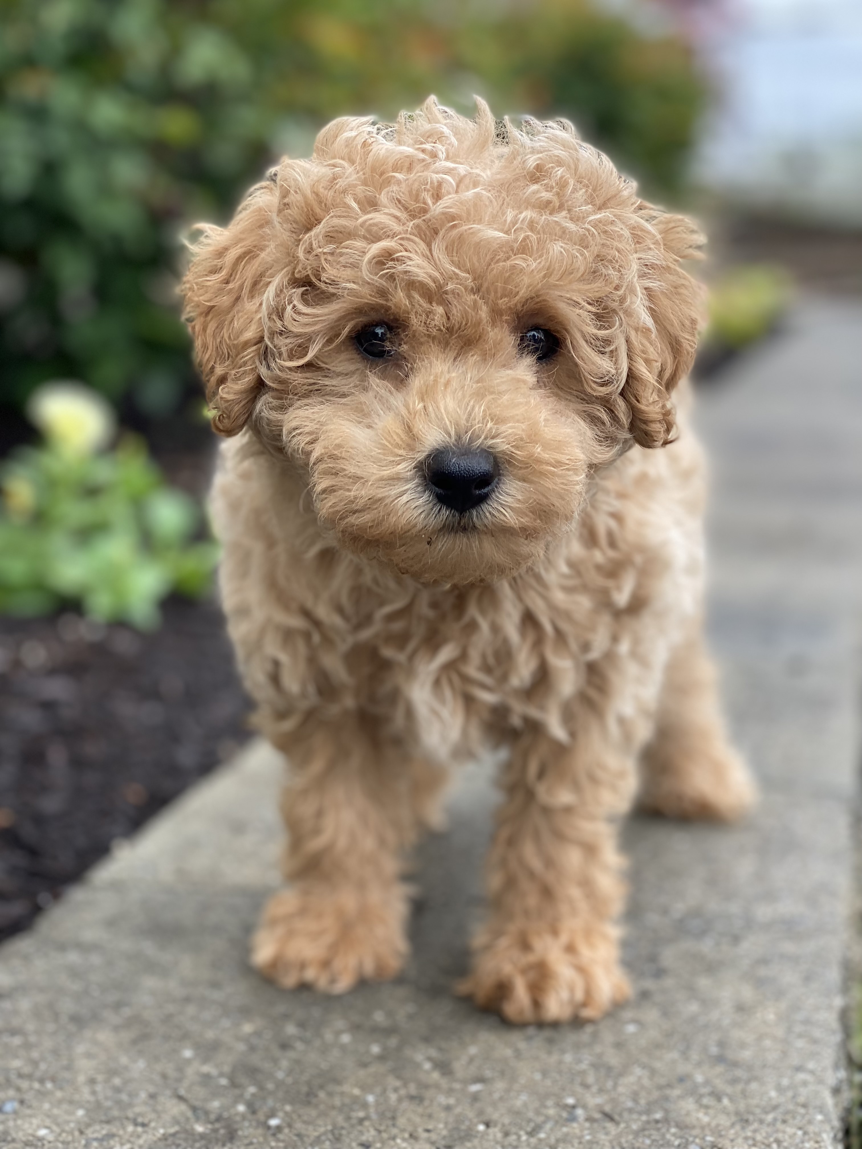puppy, for, sale, Poodle, Curtis  Martin, dog, breeder, Seneca Falls, NY, dog-breeder, puppy-for-sale, forsale, nearby, find, puppyfind, locator, puppylocator, aca
