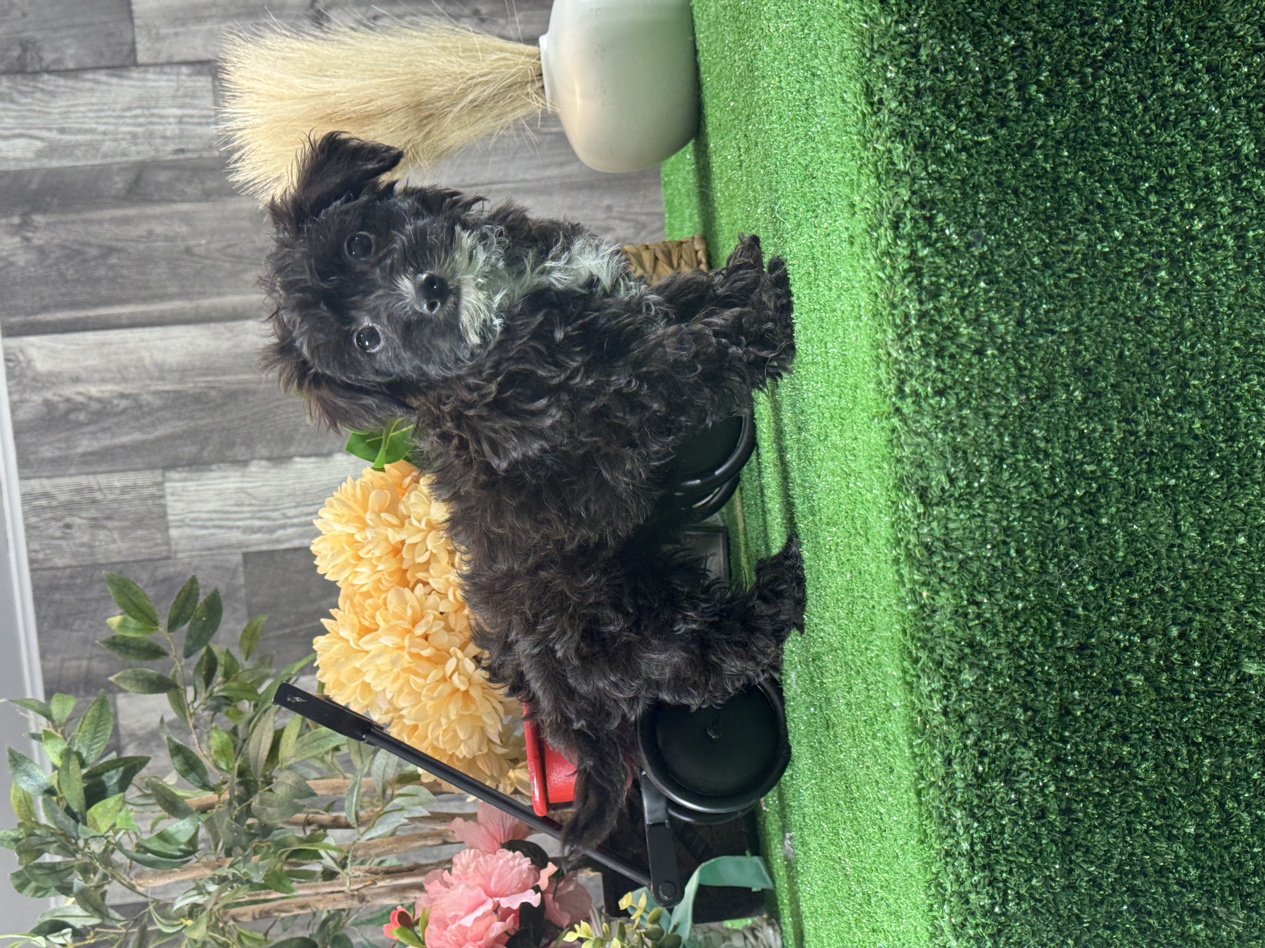 puppy, for, sale, Yorki Poo, Curtis  Martin, dog, breeder, Seneca Falls, NY, dog-breeder, puppy-for-sale, forsale, nearby, find, puppyfind, locator, puppylocator, aca
