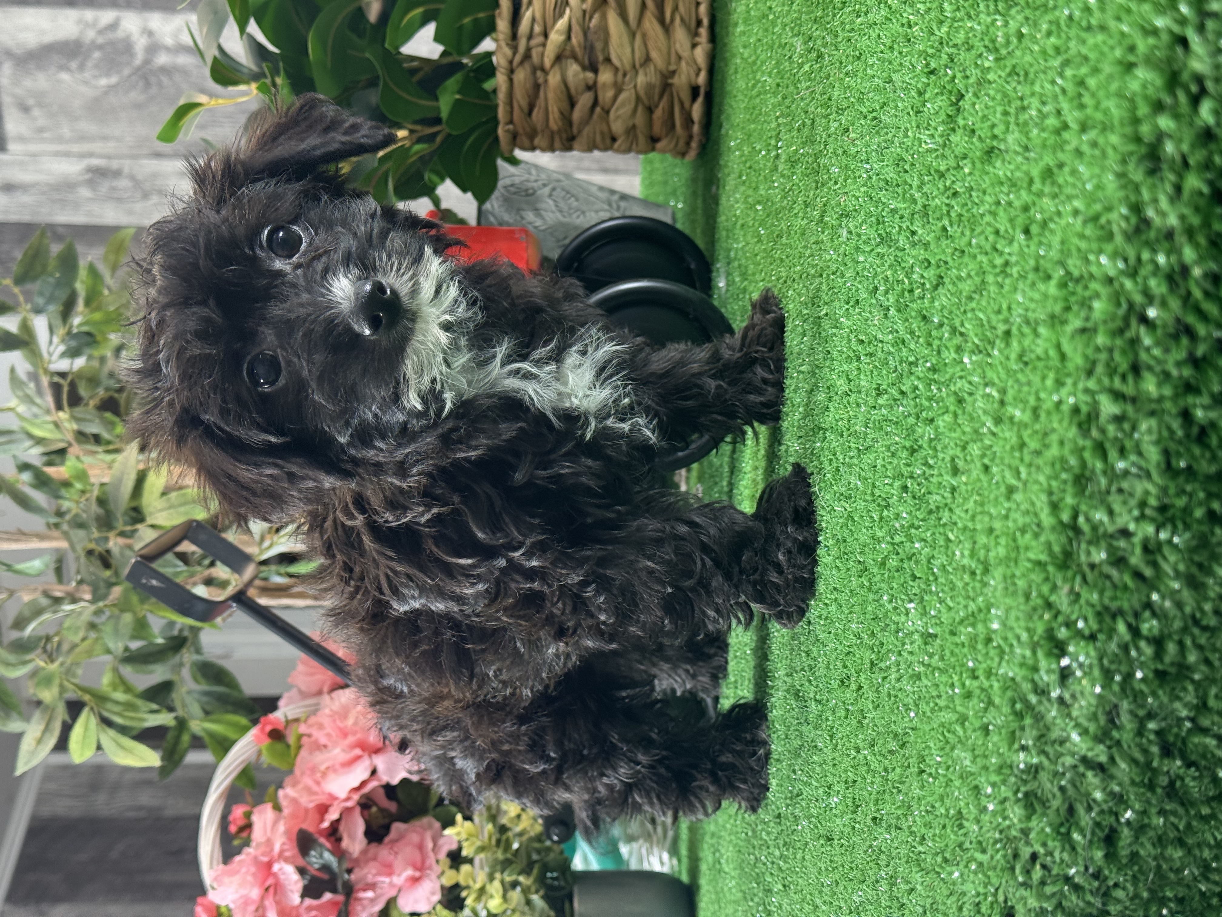 puppy, for, sale, Yorki Poo, Curtis  Martin, dog, breeder, Seneca Falls, NY, dog-breeder, puppy-for-sale, forsale, nearby, find, puppyfind, locator, puppylocator, aca