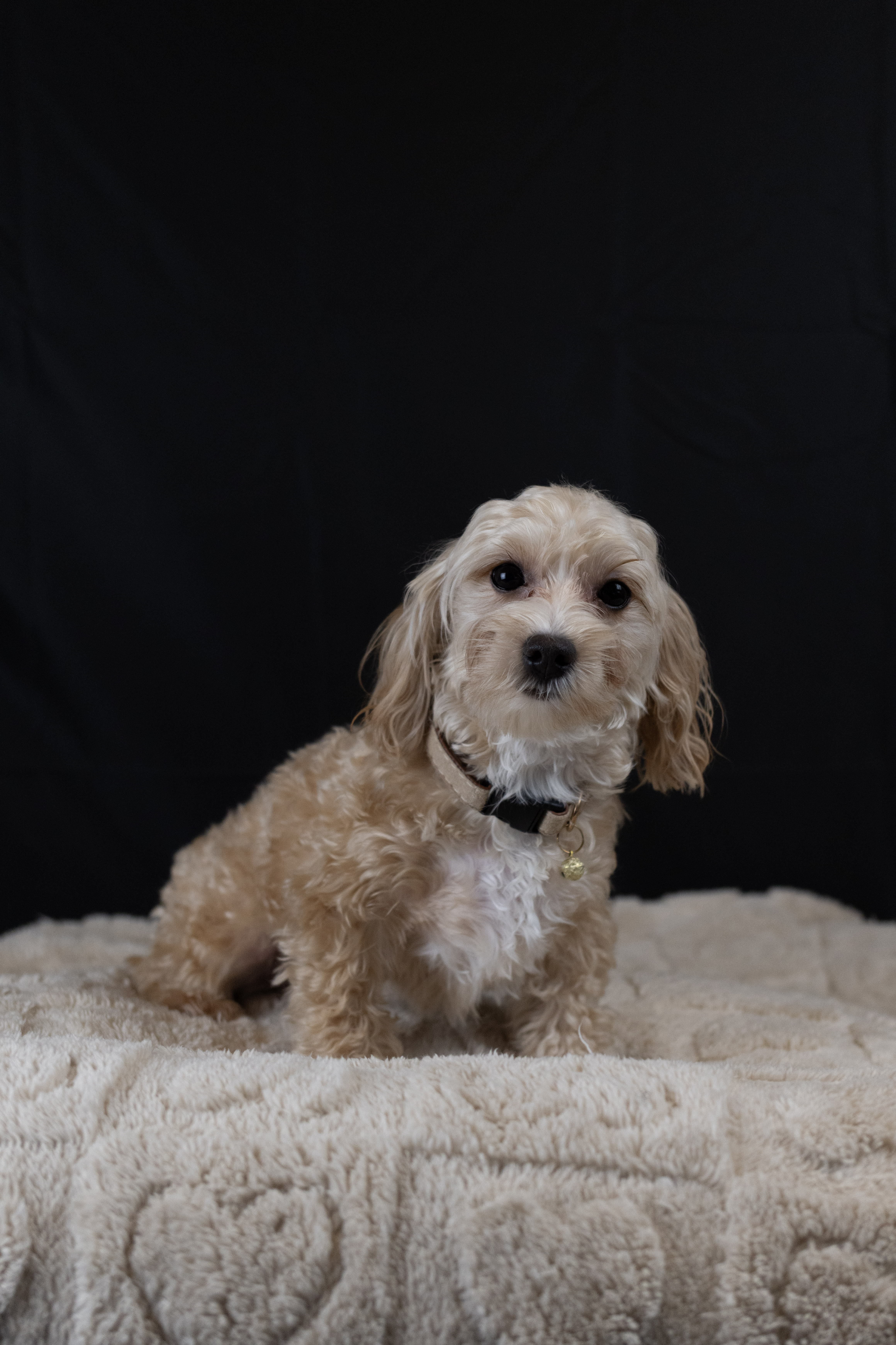 puppy, for, sale, Malti-Poos, Angel  Victor, dog, breeder, Brooklyn, NY, dog-breeder, puppy-for-sale, forsale, nearby, find, puppyfind, locator, puppylocator, aca