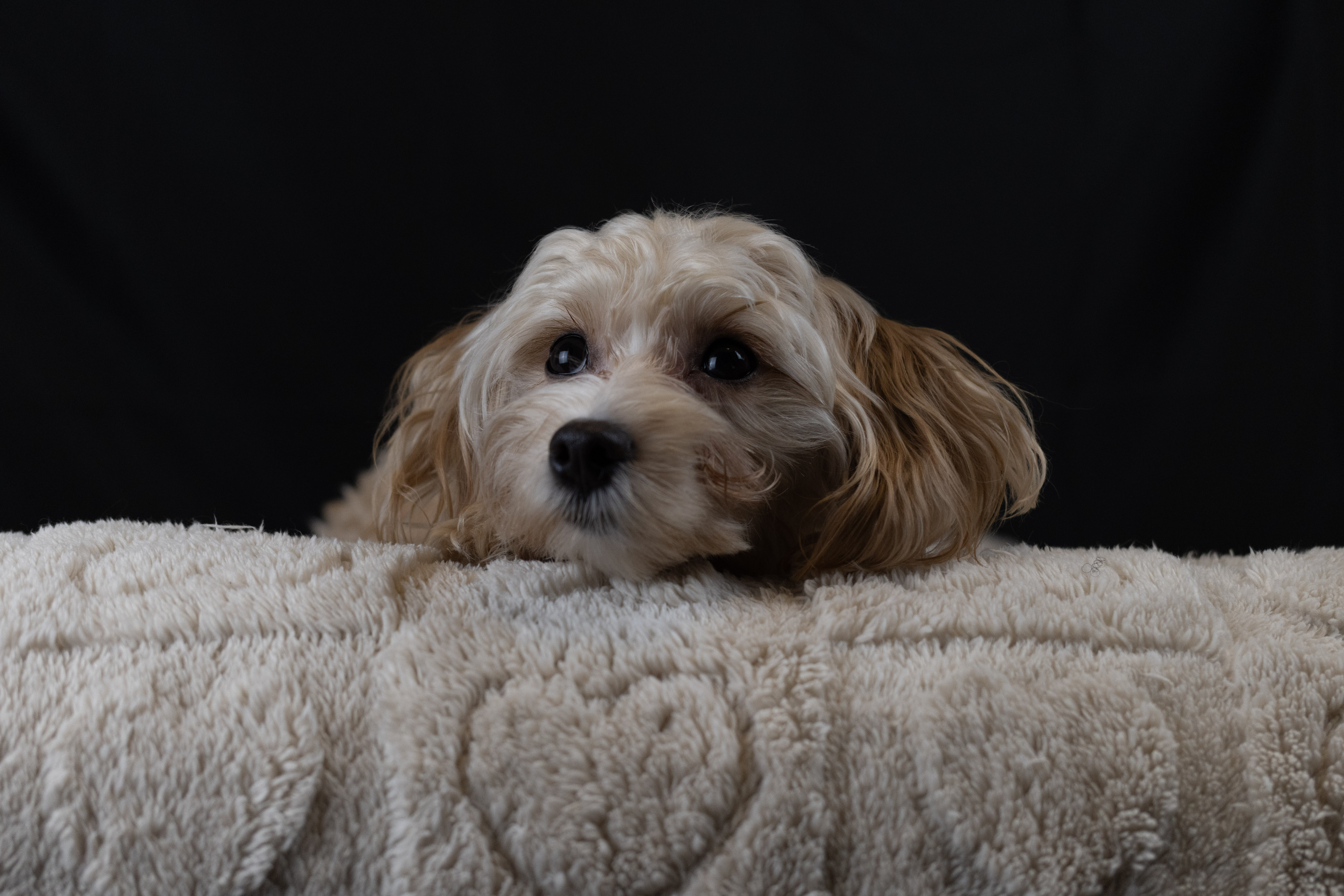 puppy, for, sale, Malti-Poos, Angel  Victor, dog, breeder, Brooklyn, NY, dog-breeder, puppy-for-sale, forsale, nearby, find, puppyfind, locator, puppylocator, aca