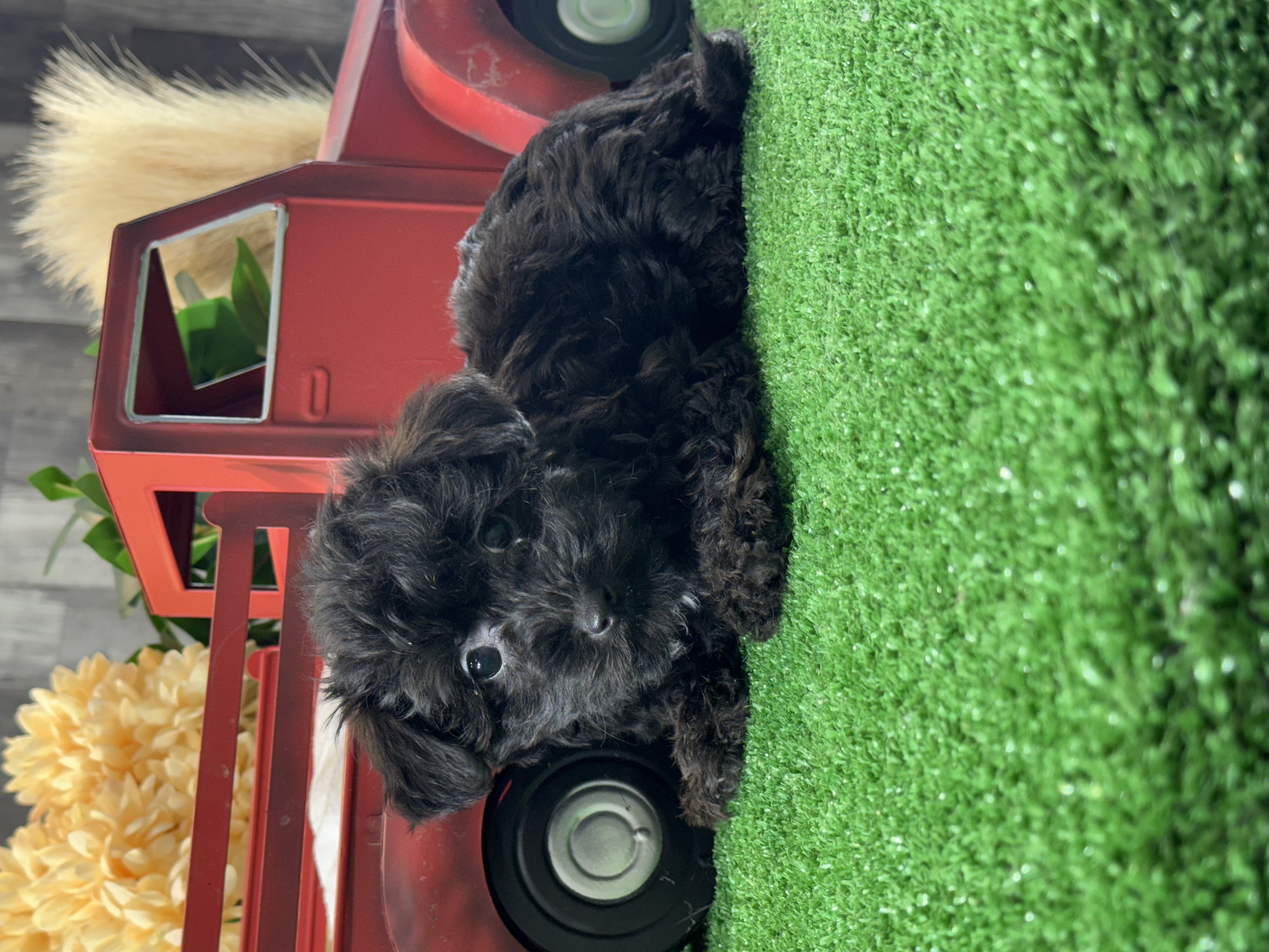 puppy, for, sale, Yorki Poo, Curtis  Martin, dog, breeder, Seneca Falls, NY, dog-breeder, puppy-for-sale, forsale, nearby, find, puppyfind, locator, puppylocator, aca
