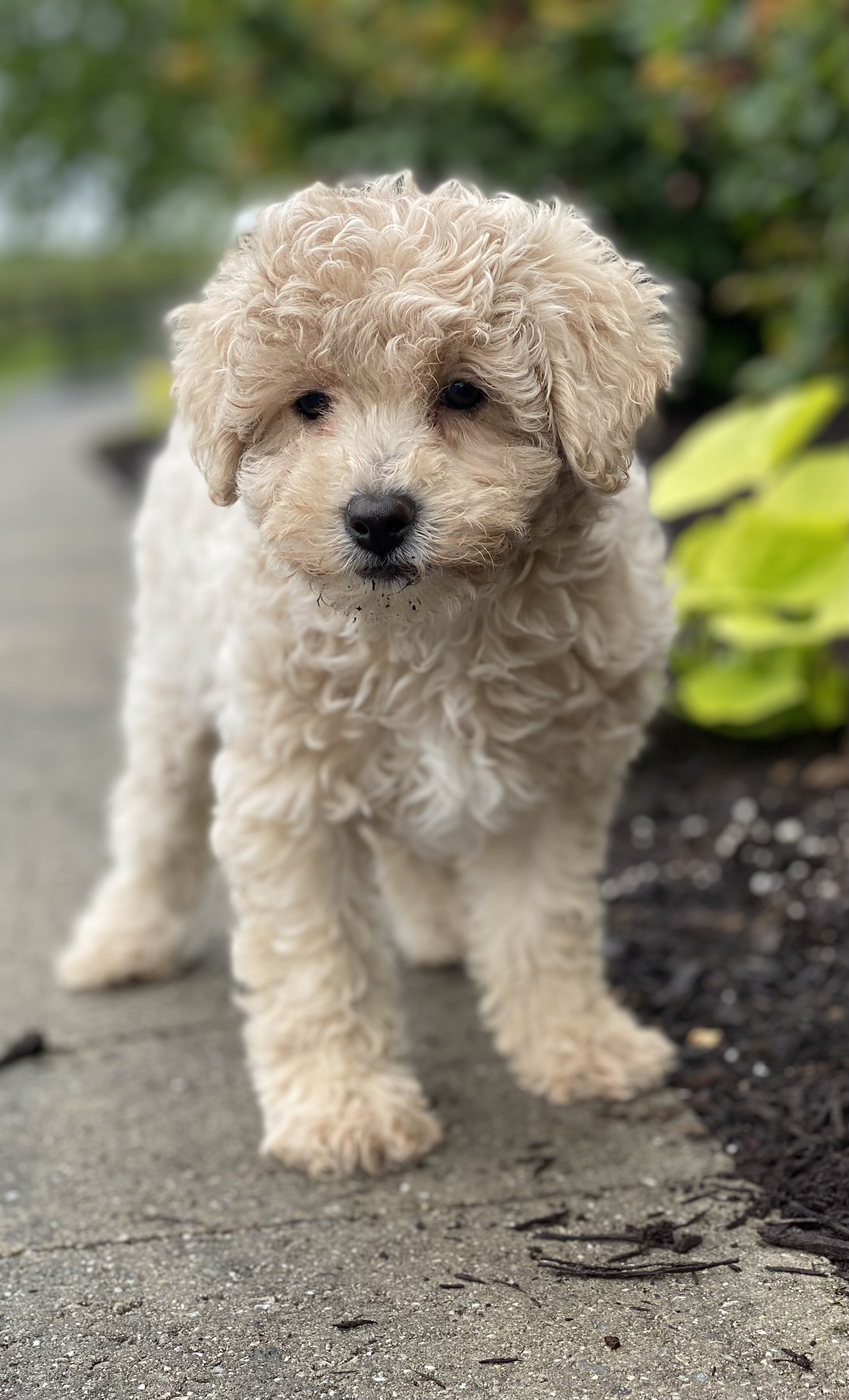 puppy, for, sale, Poodle, Curtis  Martin, dog, breeder, Seneca Falls, NY, dog-breeder, puppy-for-sale, forsale, nearby, find, puppyfind, locator, puppylocator, aca