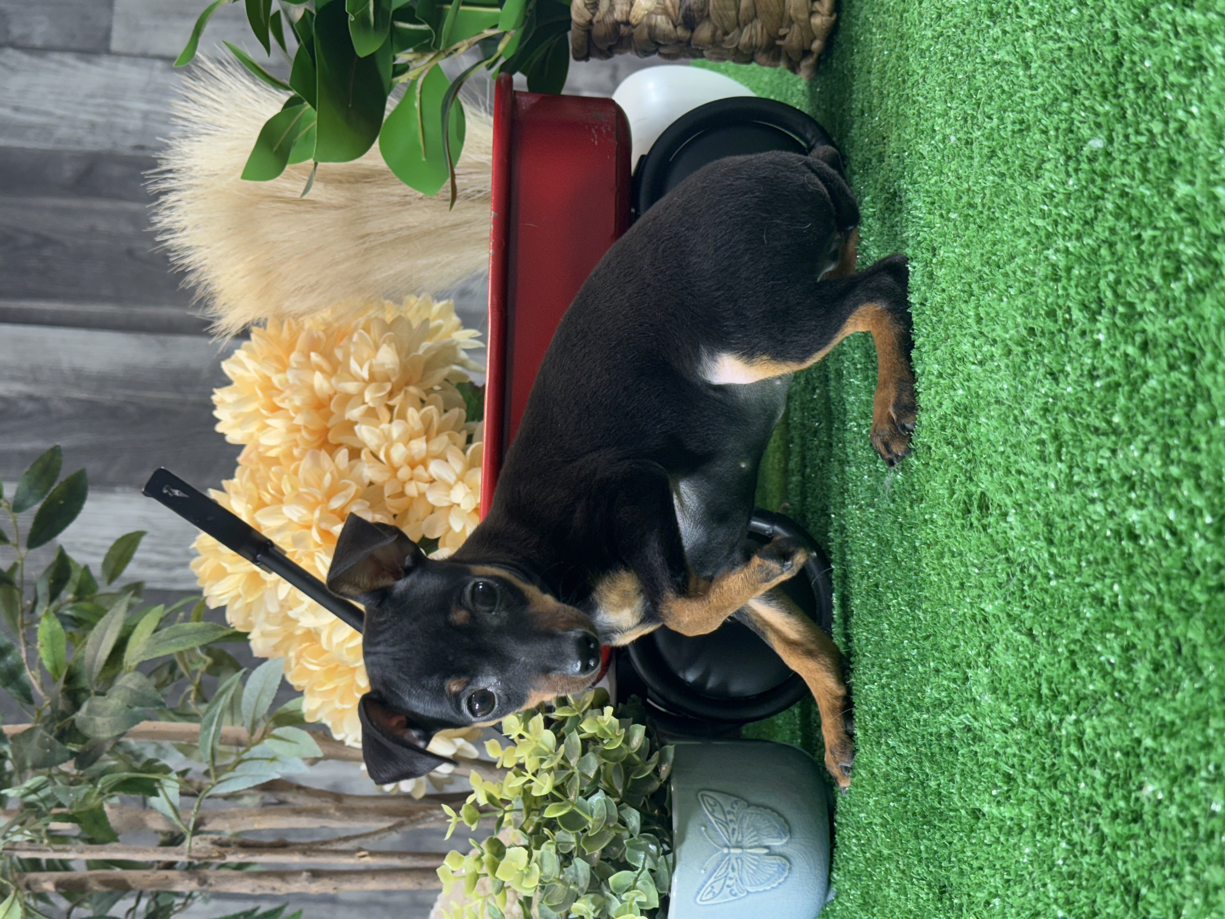 puppy, for, sale, Miniature Pinscher, Curtis  Martin, dog, breeder, Seneca Falls, NY, dog-breeder, puppy-for-sale, forsale, nearby, find, puppyfind, locator, puppylocator, aca