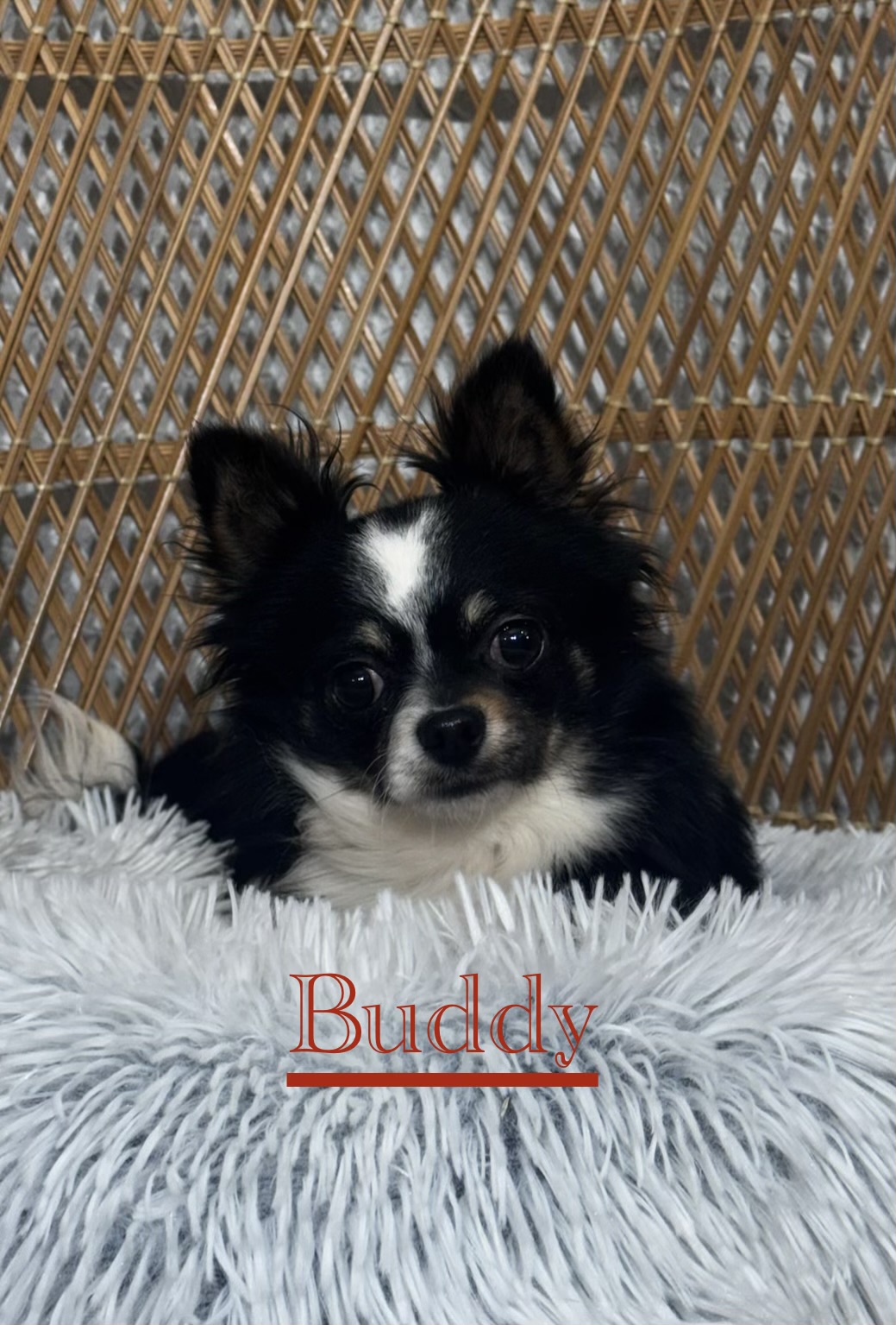 puppy, for, sale, Chihuahua, Curtis  Martin, dog, breeder, Seneca Falls, NY, dog-breeder, puppy-for-sale, forsale, nearby, find, puppyfind, locator, puppylocator, aca