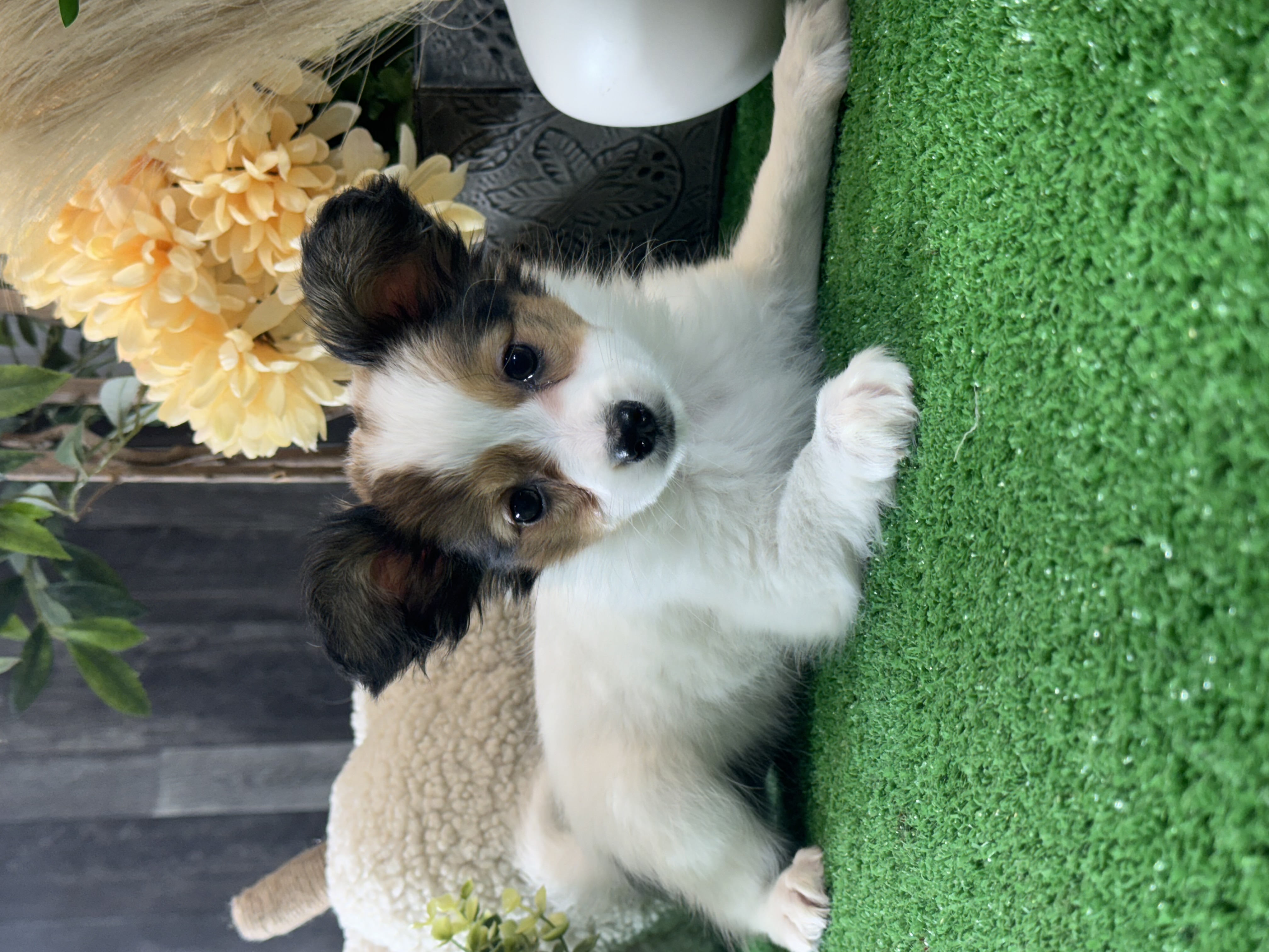 puppy, for, sale, Papillon, Curtis  Martin, dog, breeder, Seneca Falls, NY, dog-breeder, puppy-for-sale, forsale, nearby, find, puppyfind, locator, puppylocator, aca