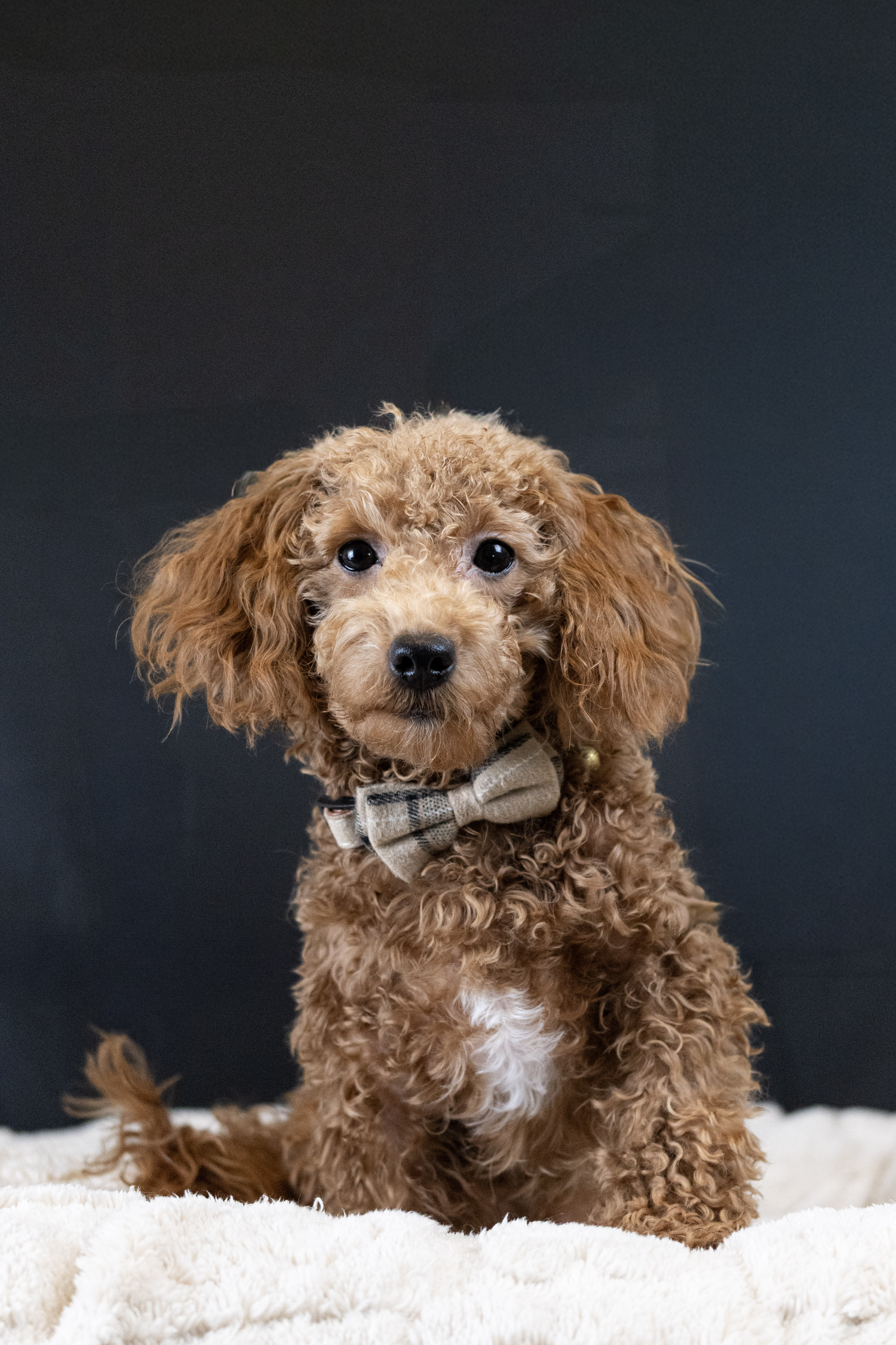 puppy, for, sale, Malti-Poos, Angel  Victor, dog, breeder, Brooklyn, NY, dog-breeder, puppy-for-sale, forsale, nearby, find, puppyfind, locator, puppylocator, aca
