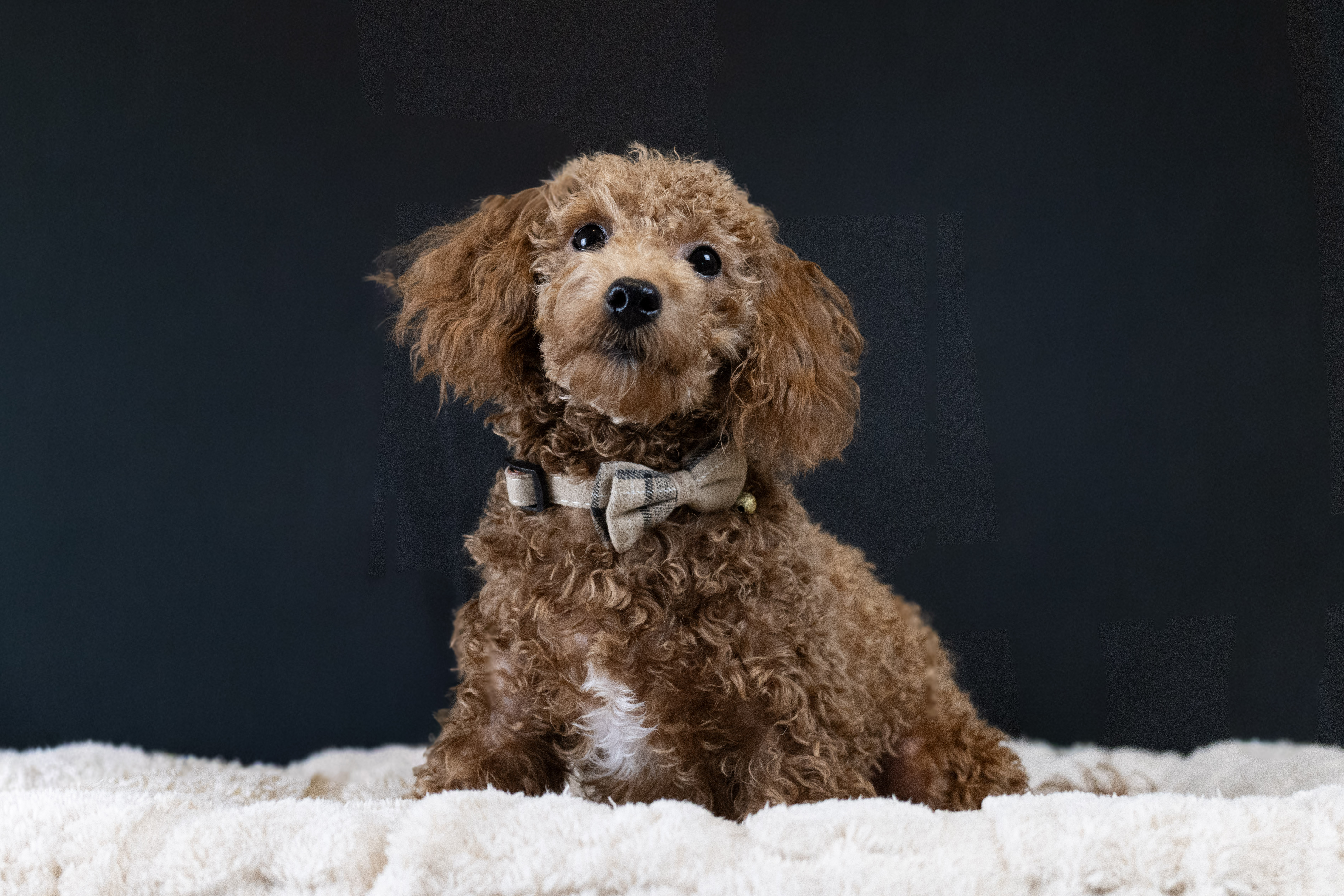 puppy, for, sale, Malti-Poos, Angel  Victor, dog, breeder, Brooklyn, NY, dog-breeder, puppy-for-sale, forsale, nearby, find, puppyfind, locator, puppylocator, aca