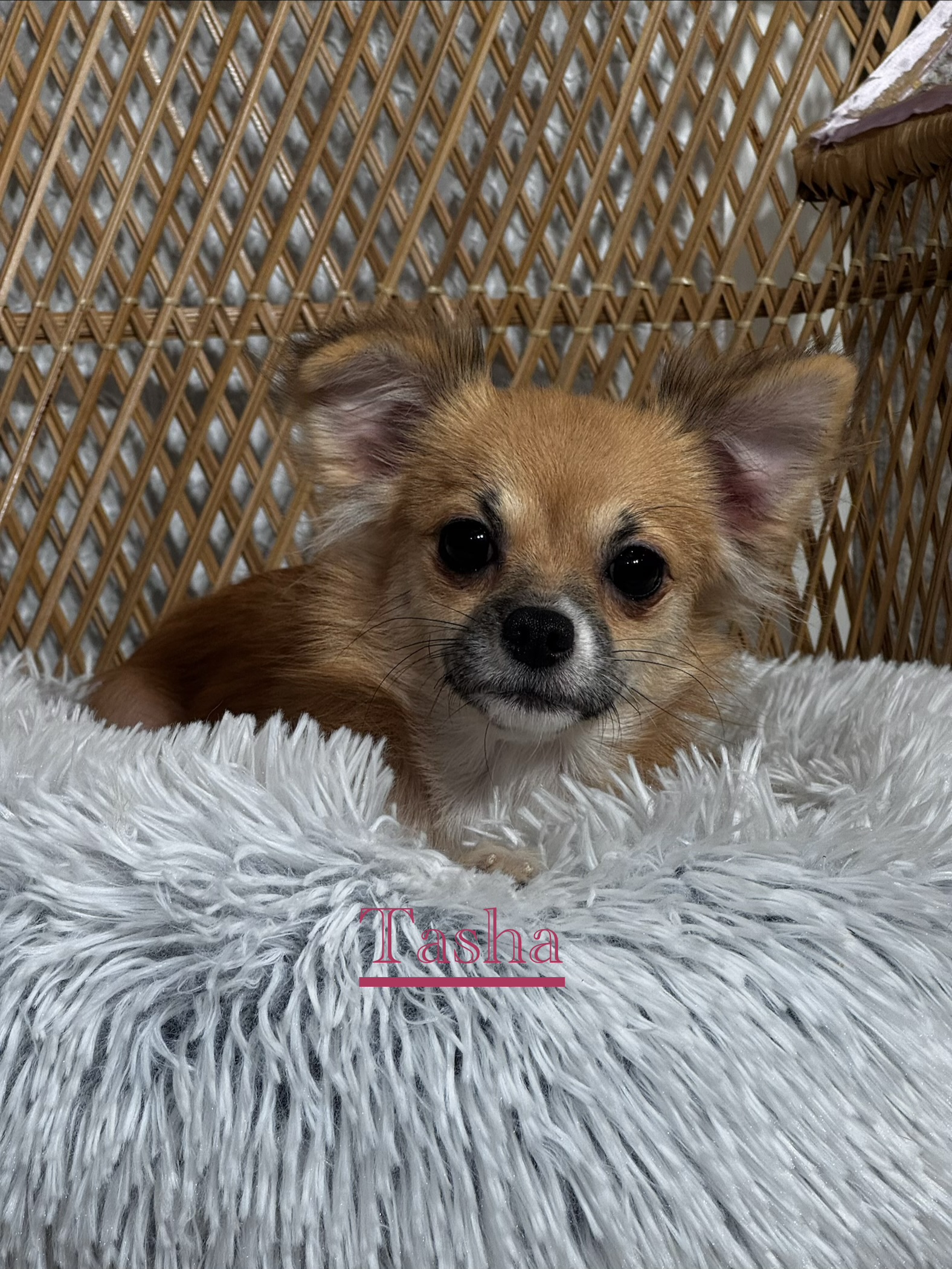 puppy, for, sale, Chihuahua, Curtis  Martin, dog, breeder, Seneca Falls, NY, dog-breeder, puppy-for-sale, forsale, nearby, find, puppyfind, locator, puppylocator, aca