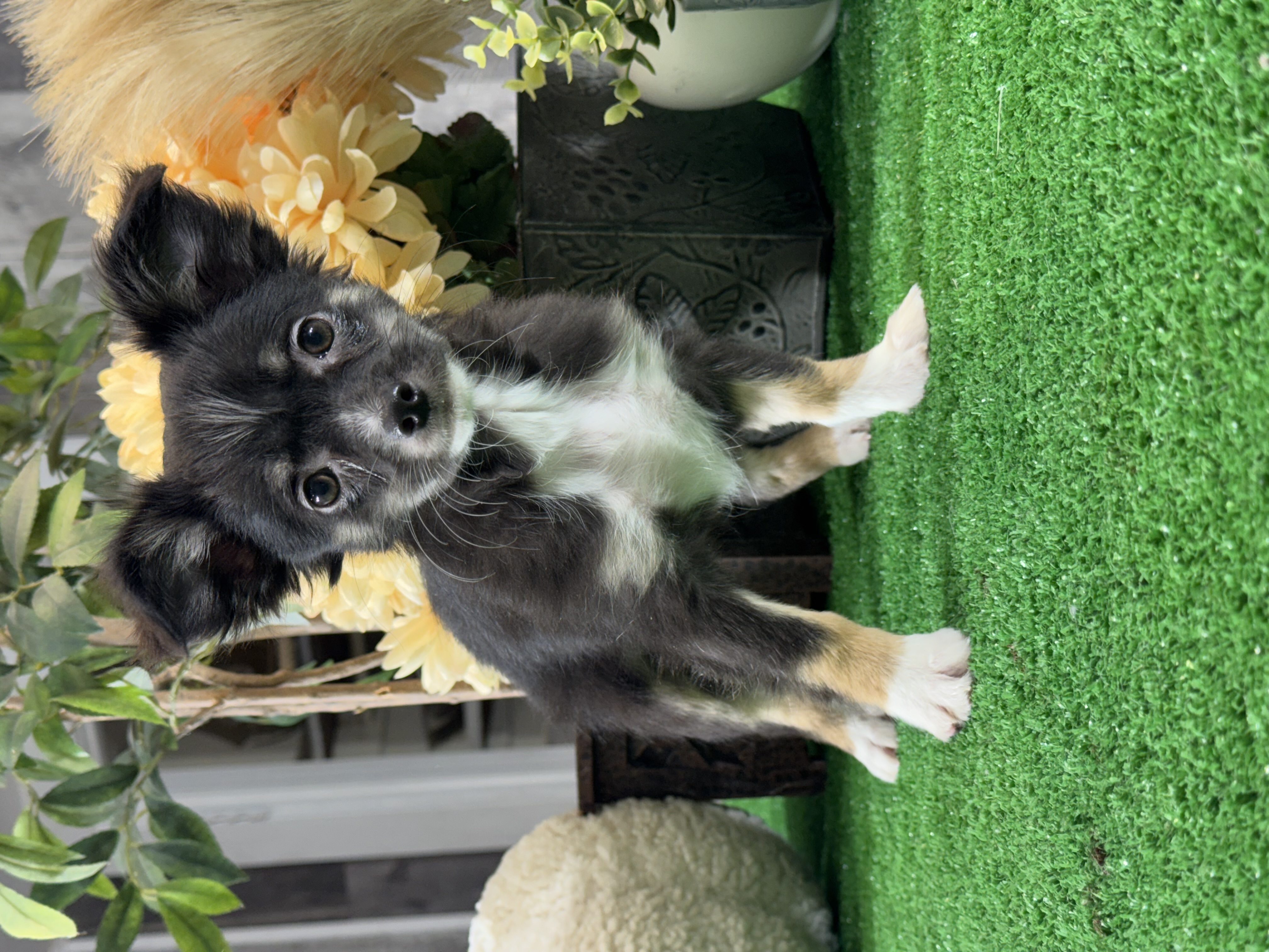 puppy, for, sale, Chihuahua, Curtis  Martin, dog, breeder, Seneca Falls, NY, dog-breeder, puppy-for-sale, forsale, nearby, find, puppyfind, locator, puppylocator, aca