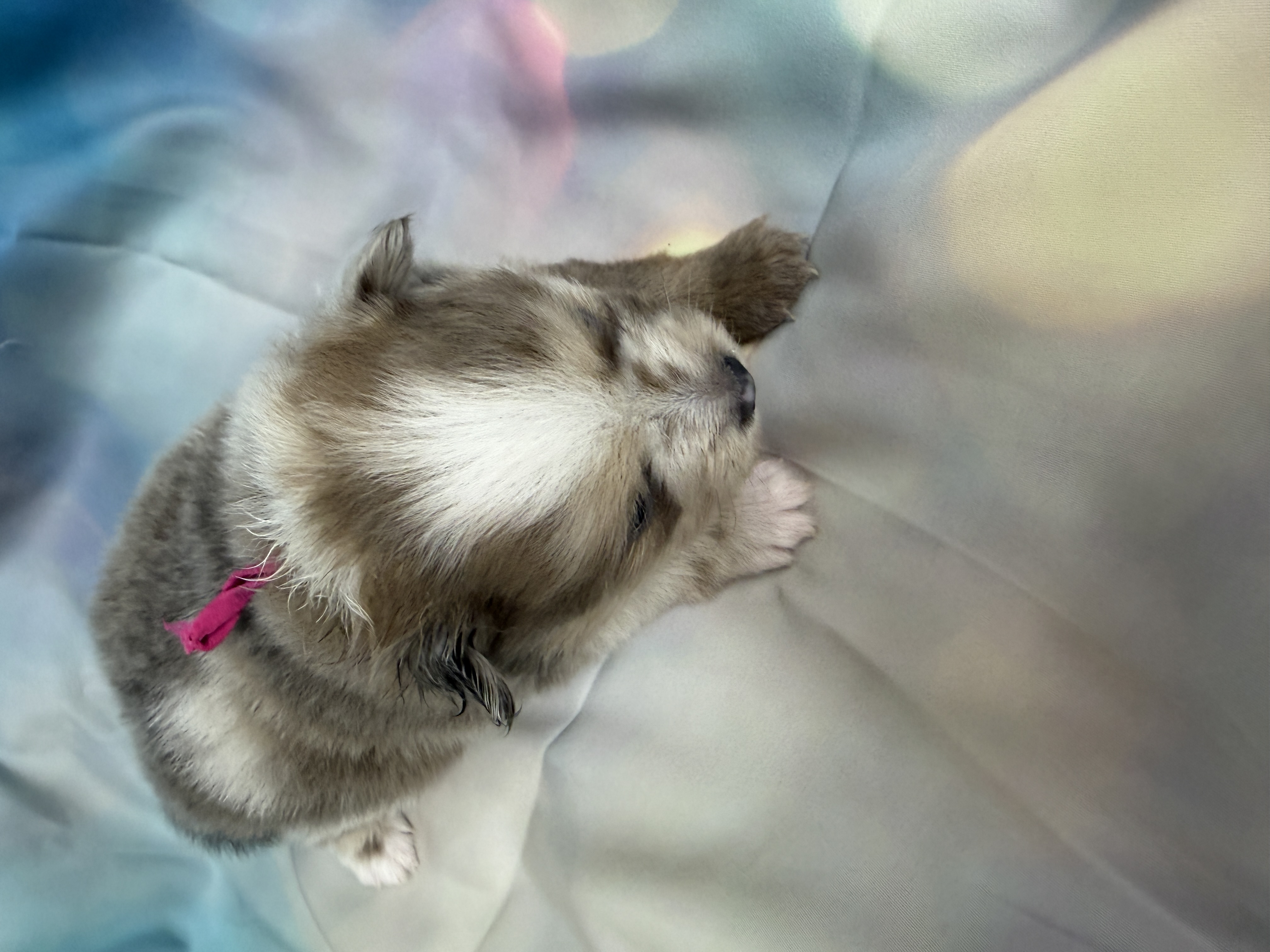 puppy, for, sale, Pomeranian, Karen  Ross, dog, breeder, New Franklin, MO, dog-breeder, puppy-for-sale, forsale, nearby, find, puppyfind, locator, puppylocator, aca