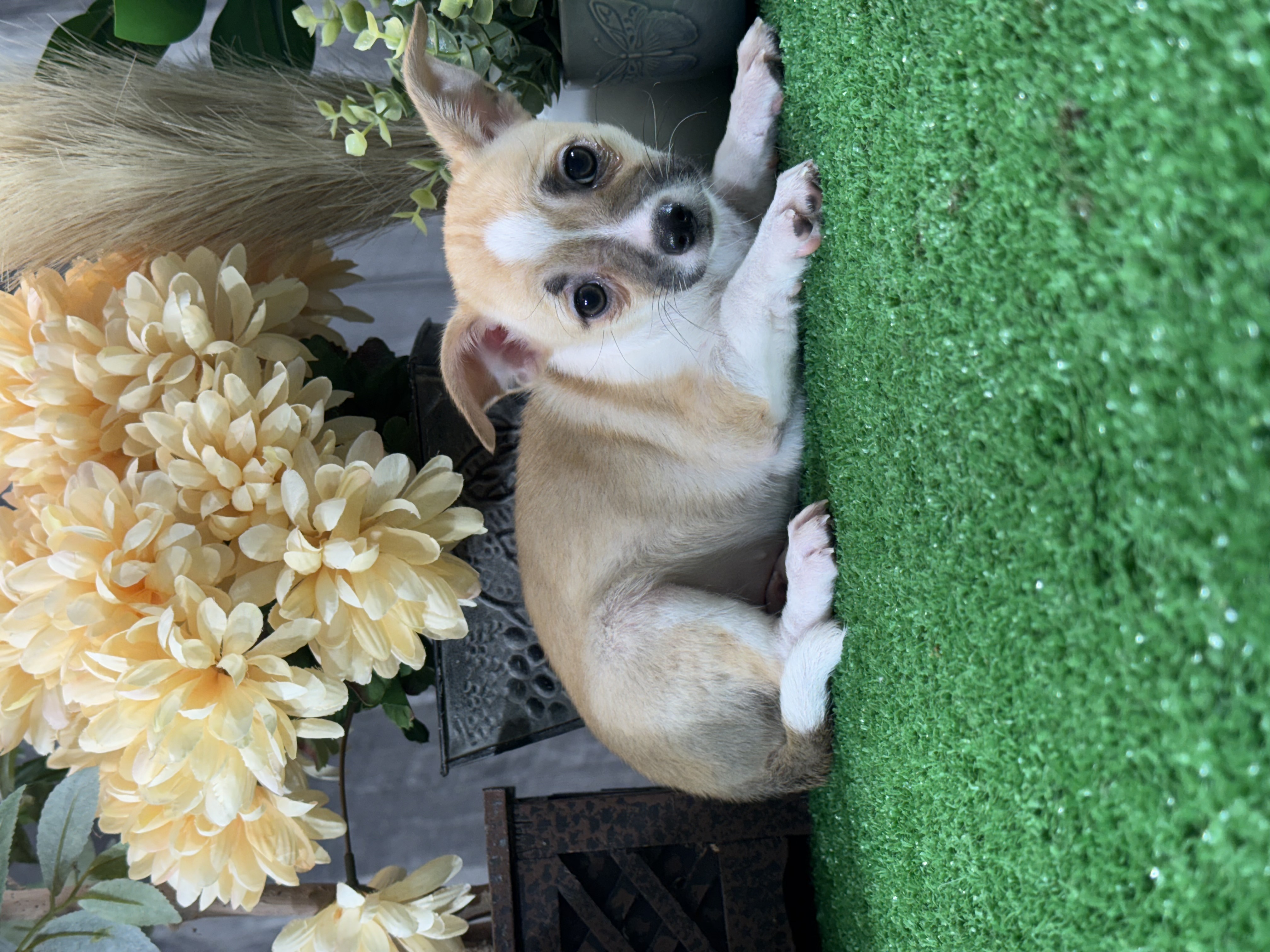 puppy, for, sale, Chihuahua, Curtis  Martin, dog, breeder, Seneca Falls, NY, dog-breeder, puppy-for-sale, forsale, nearby, find, puppyfind, locator, puppylocator, aca
