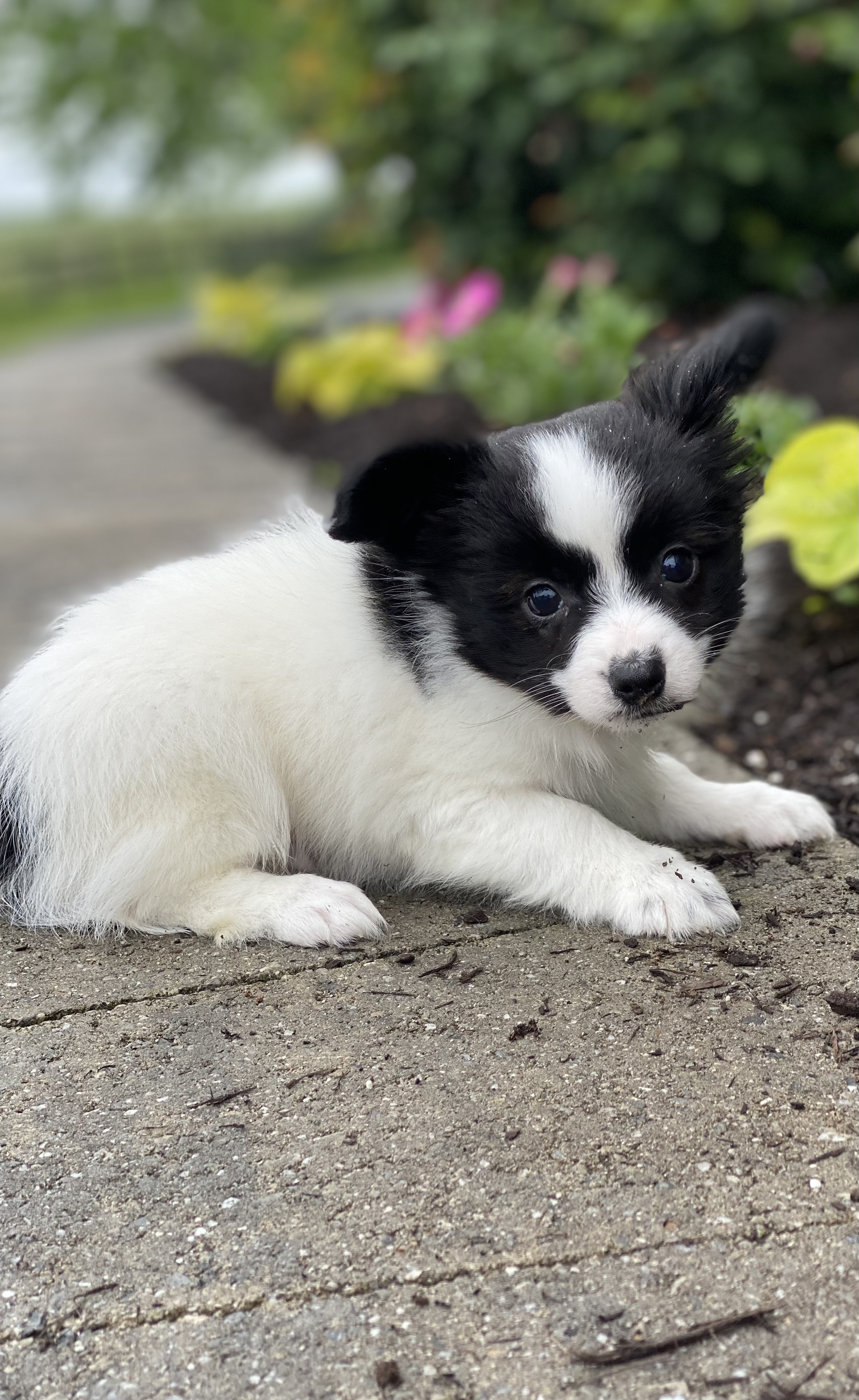 puppy, for, sale, Papillon, Curtis  Martin, dog, breeder, Seneca Falls, NY, dog-breeder, puppy-for-sale, forsale, nearby, find, puppyfind, locator, puppylocator, aca