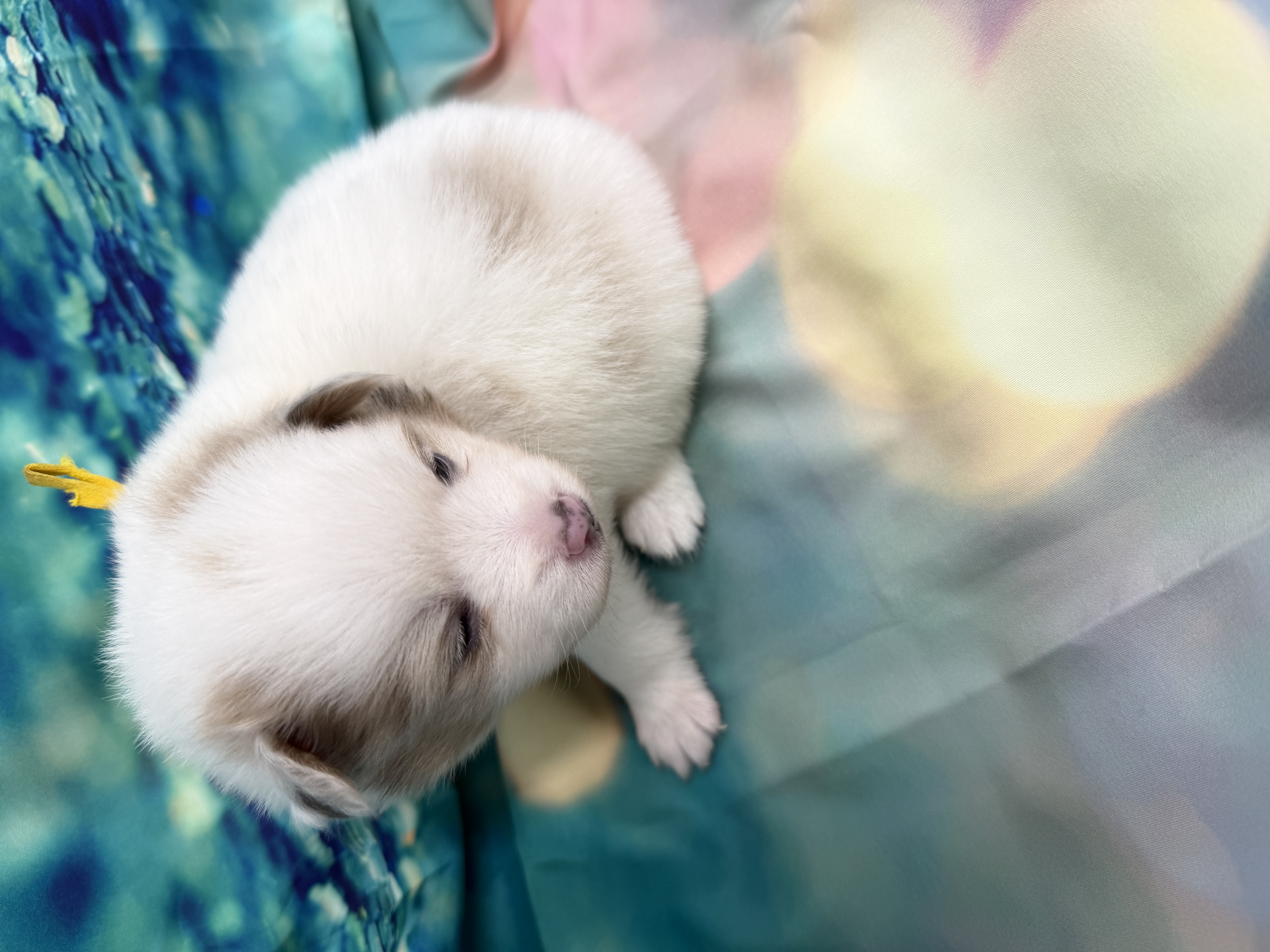 puppy, for, sale, Pomeranian, Karen  Ross, dog, breeder, New Franklin, MO, dog-breeder, puppy-for-sale, forsale, nearby, find, puppyfind, locator, puppylocator, aca