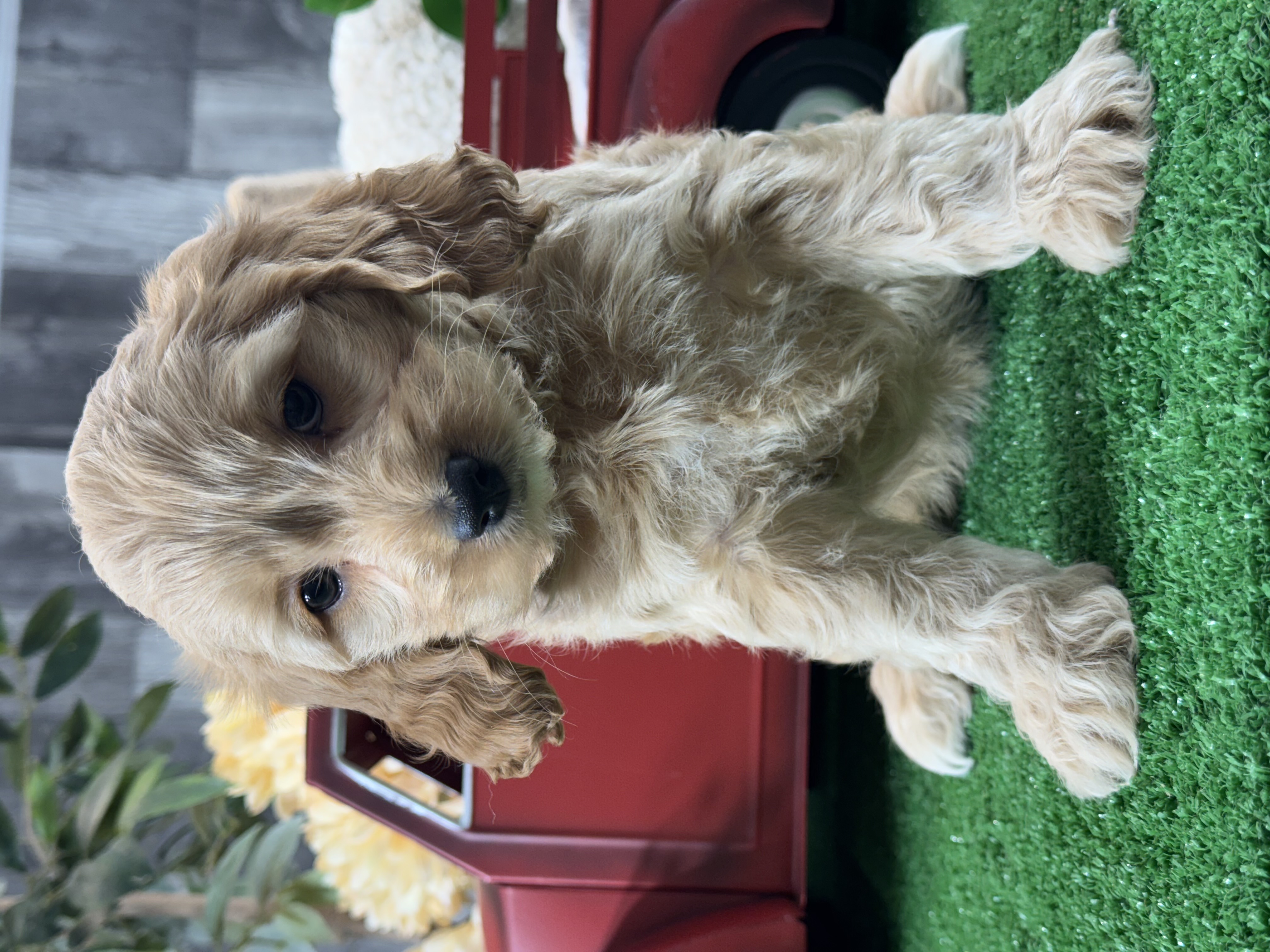 puppy, for, sale, Cock A Poo, Curtis  Martin, dog, breeder, Seneca Falls, NY, dog-breeder, puppy-for-sale, forsale, nearby, find, puppyfind, locator, puppylocator, aca