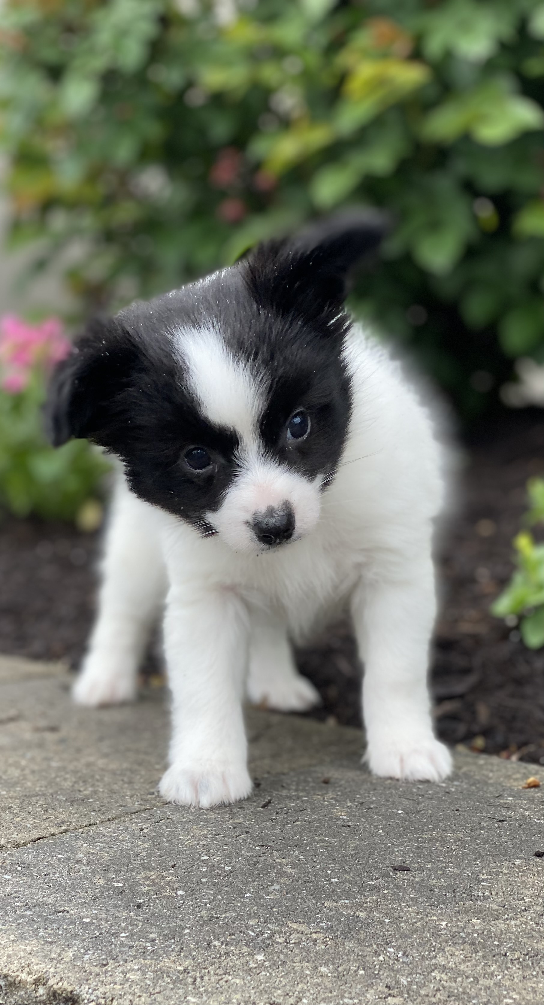 puppy, for, sale, Papillon, Curtis  Martin, dog, breeder, Seneca Falls, NY, dog-breeder, puppy-for-sale, forsale, nearby, find, puppyfind, locator, puppylocator, aca
